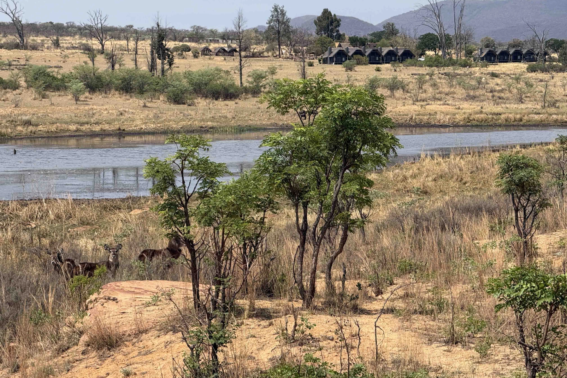 Waterbucks fouragerer ofte ved vand, som en flugtvej for rovdyr