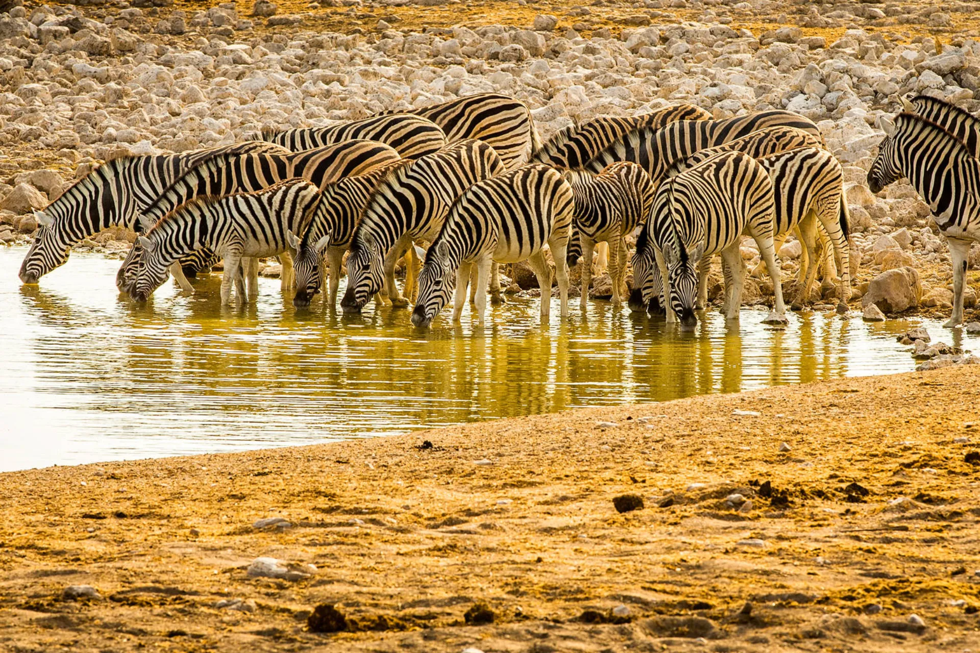 Zebraen drikker typisk 20–30 liter vand om dagen Zebraen drikker typisk 20–30 liter vand om dagen