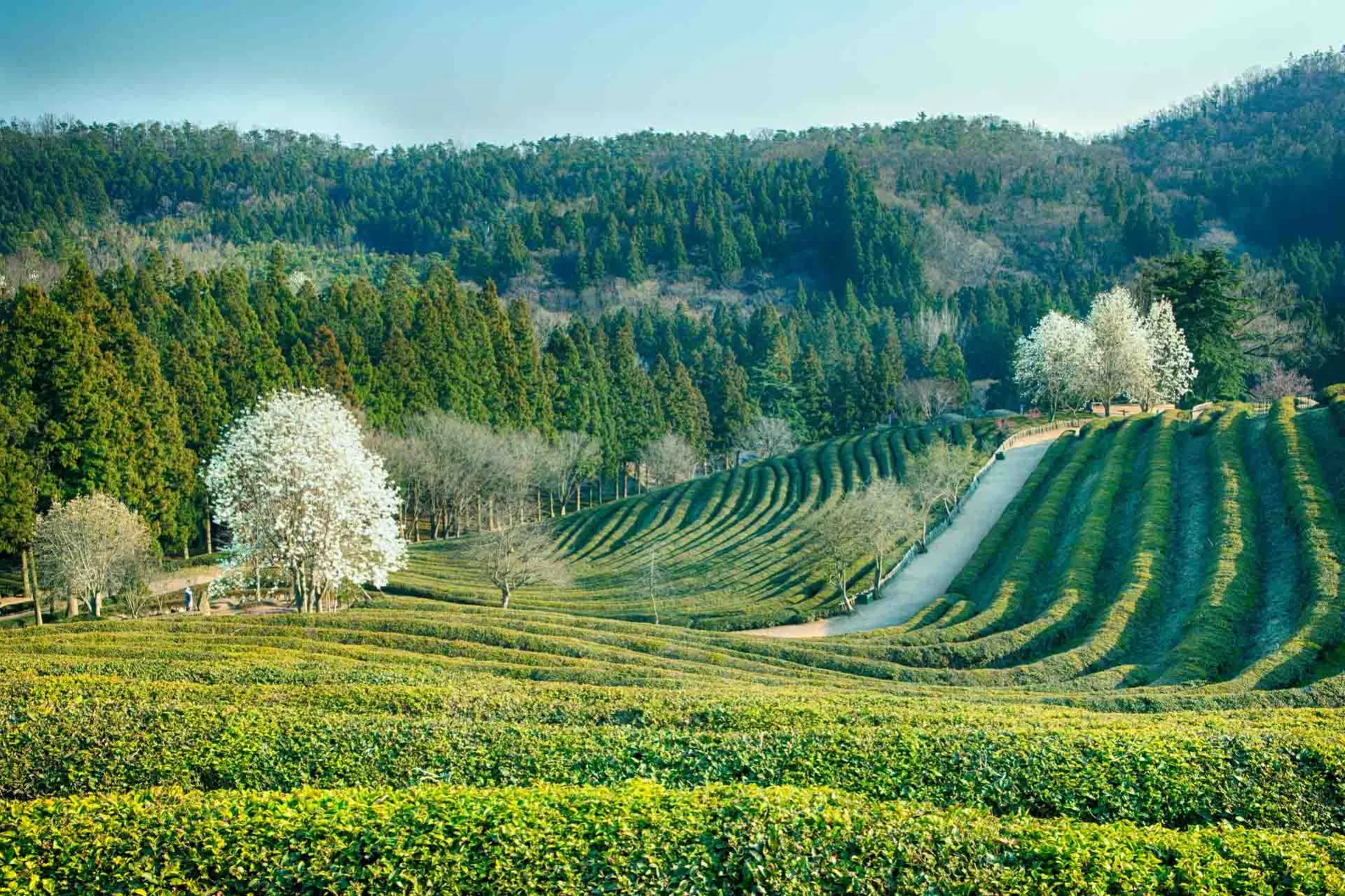 Temarkerne i Boseong bølger sig smukt Temarkerne i Boseong bølger sig smukt