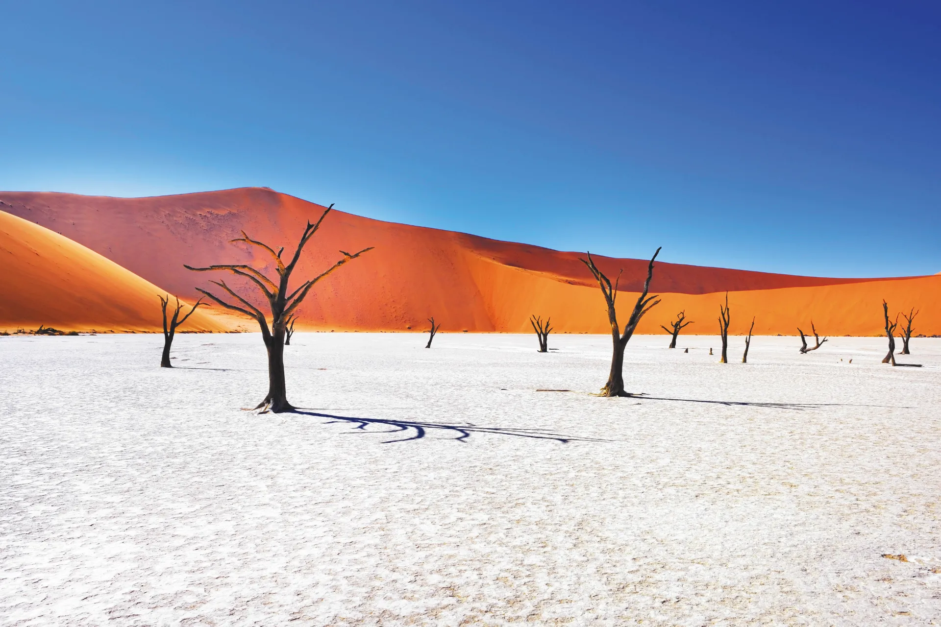 Deadvlei i Sossusvlei var en sø for ca. 650 år siden -træerne er udtørrede og derfor ikke rådnet