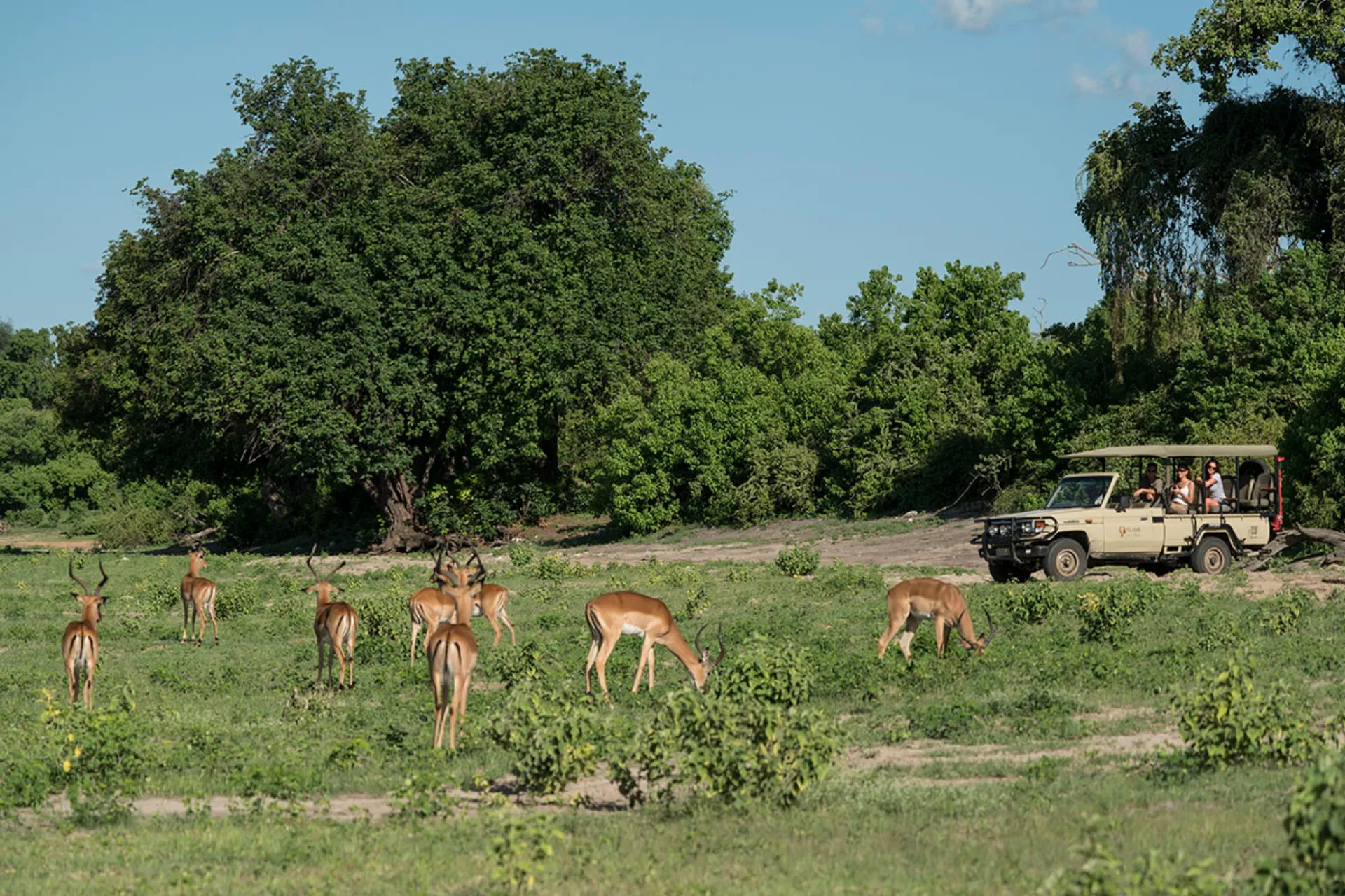 Impalaer græsser med tilskuere på Impalaer græsser med tilskuere på