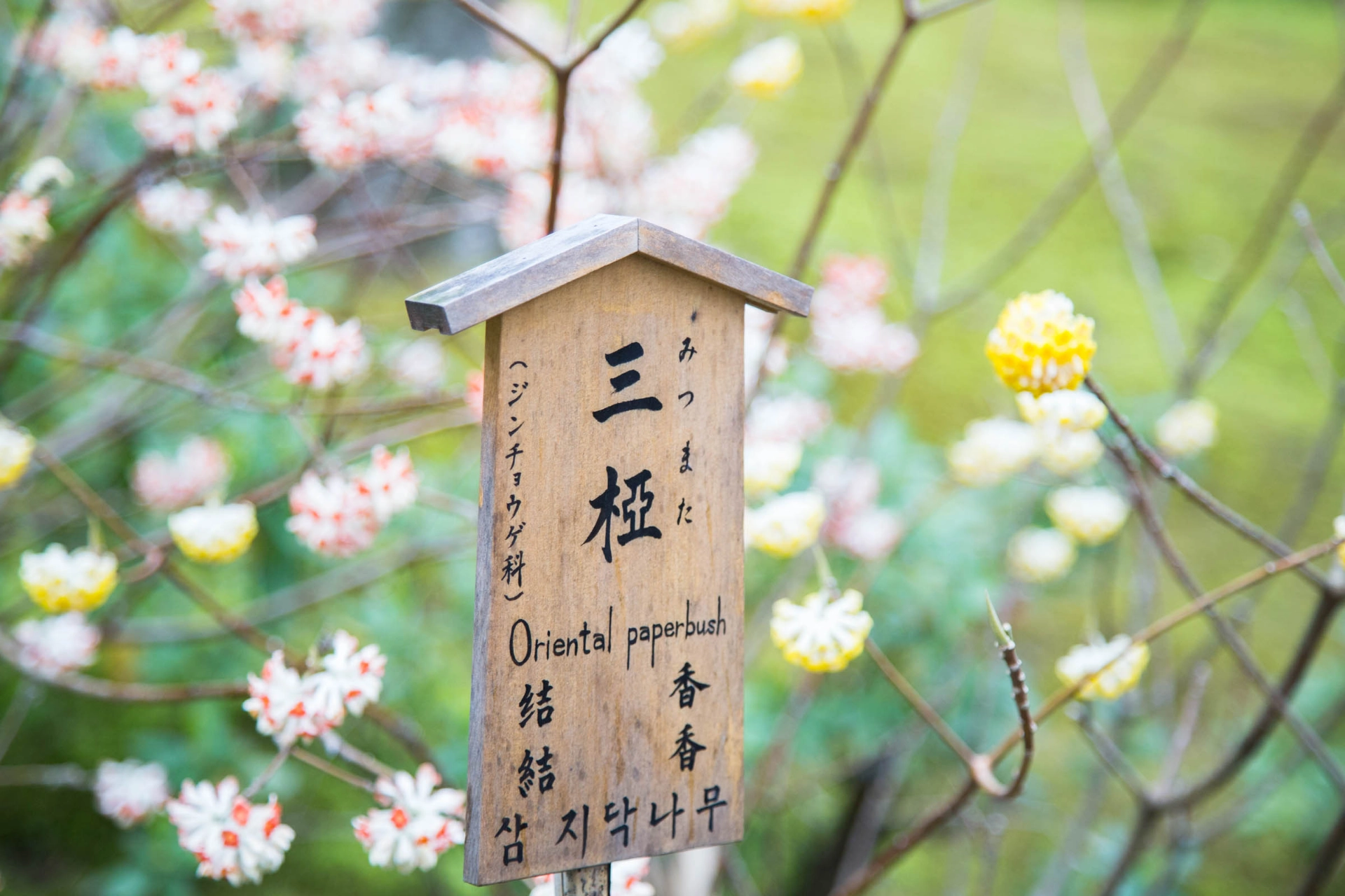 Zenhave i Kyoto 