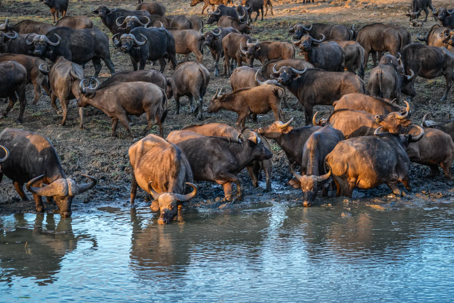 Bøflerne slukker tørsten Bøflerne slukker tørsten