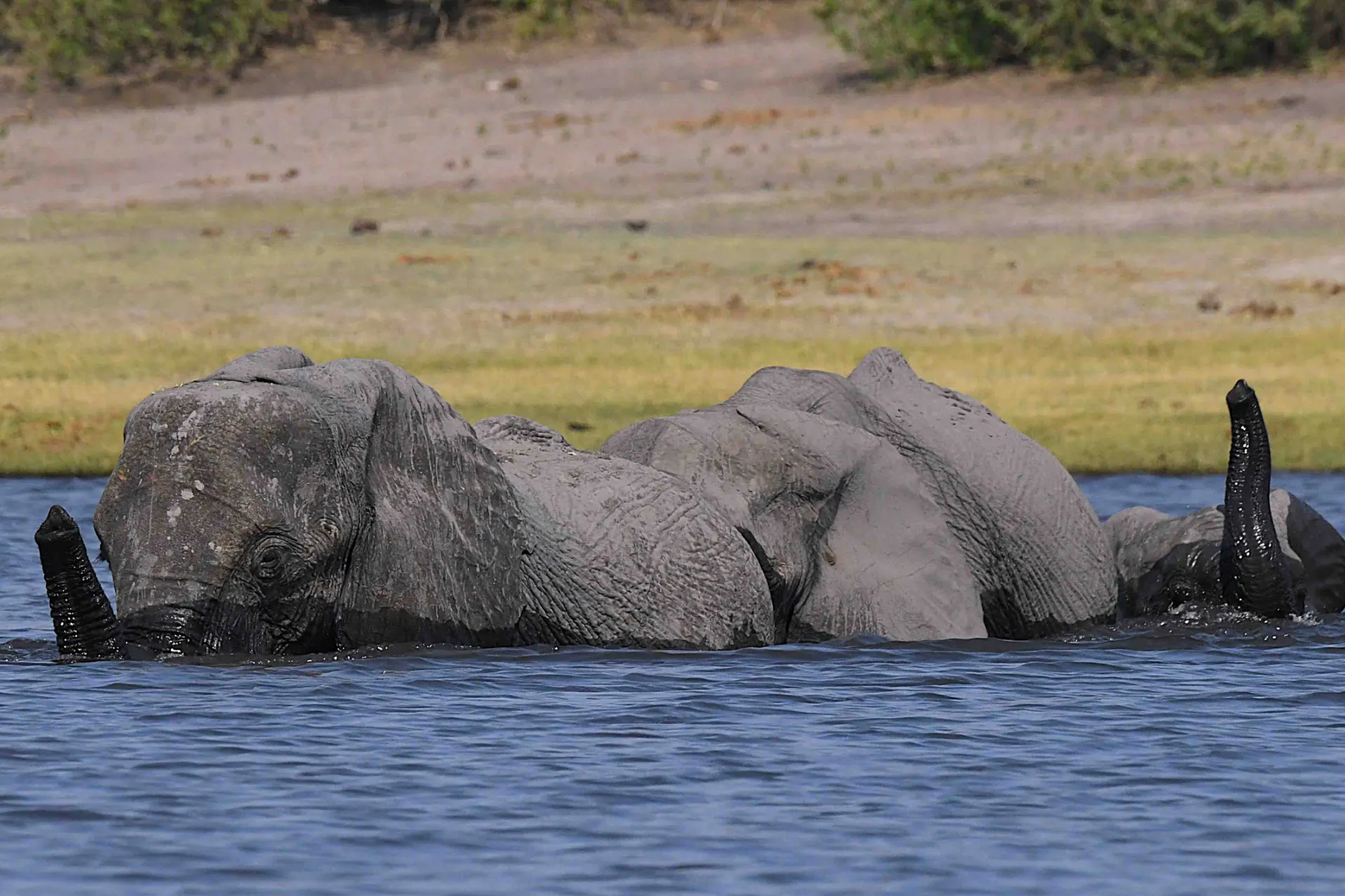 Elfanterne elsker at bade