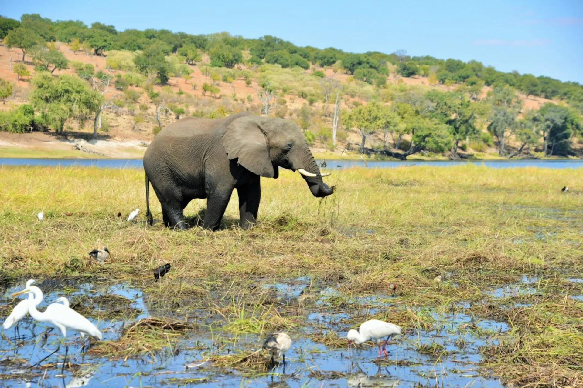 Elefant omgivet af kohejrer og vadefugle Elefant omgivet af kohejrer og vadefugle