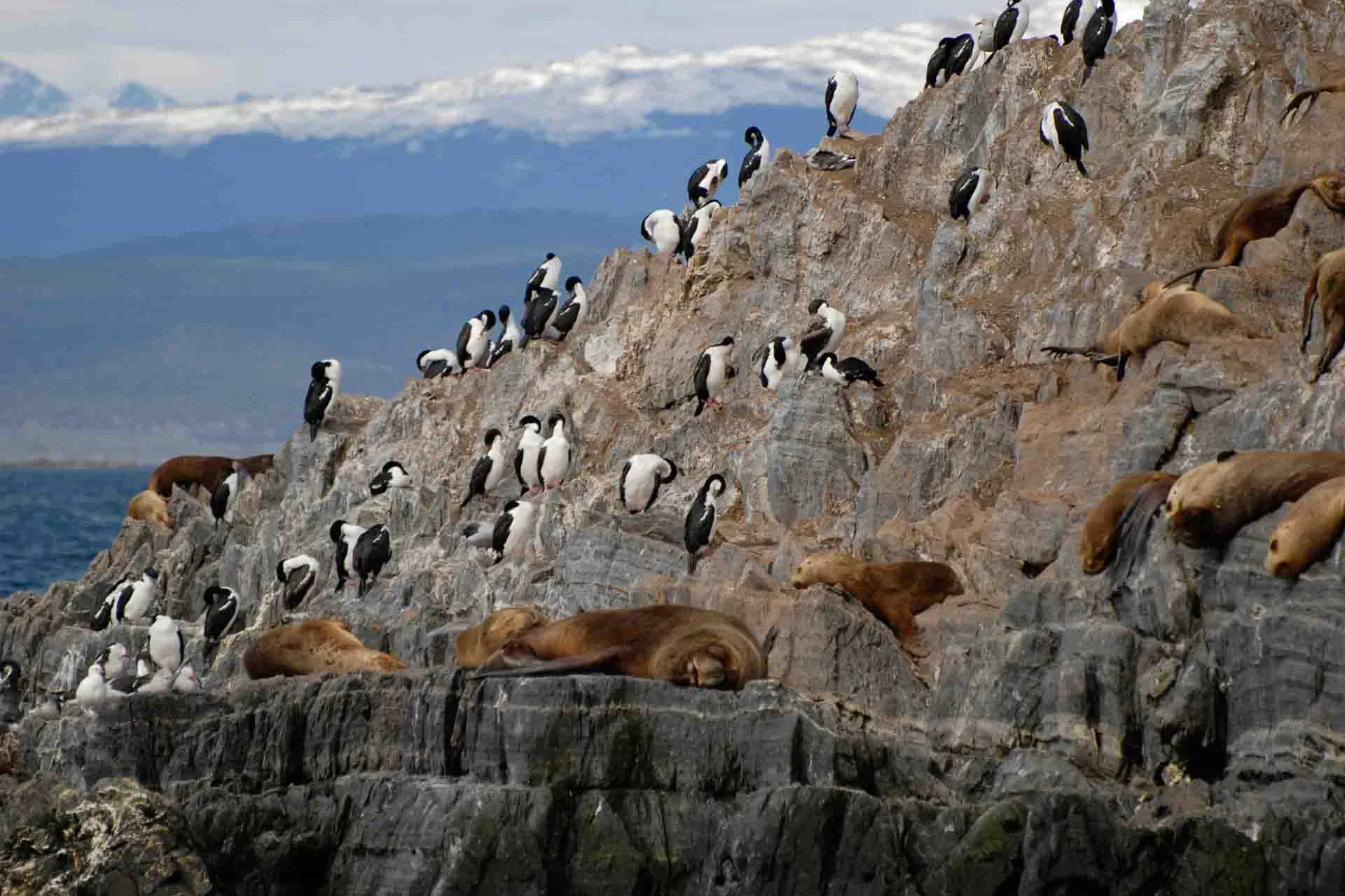 Søløver og skarver på klipperne i Beaglekanalen nær Ushuaia