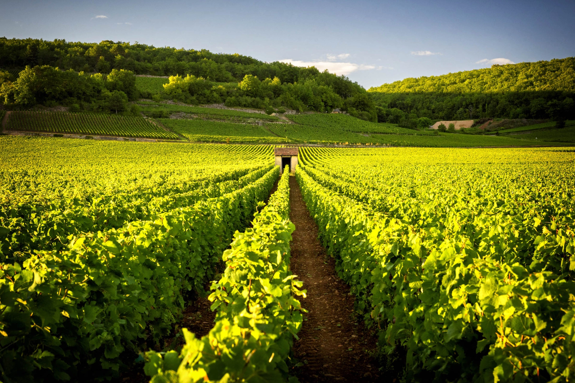 Vinmarker i Beaune