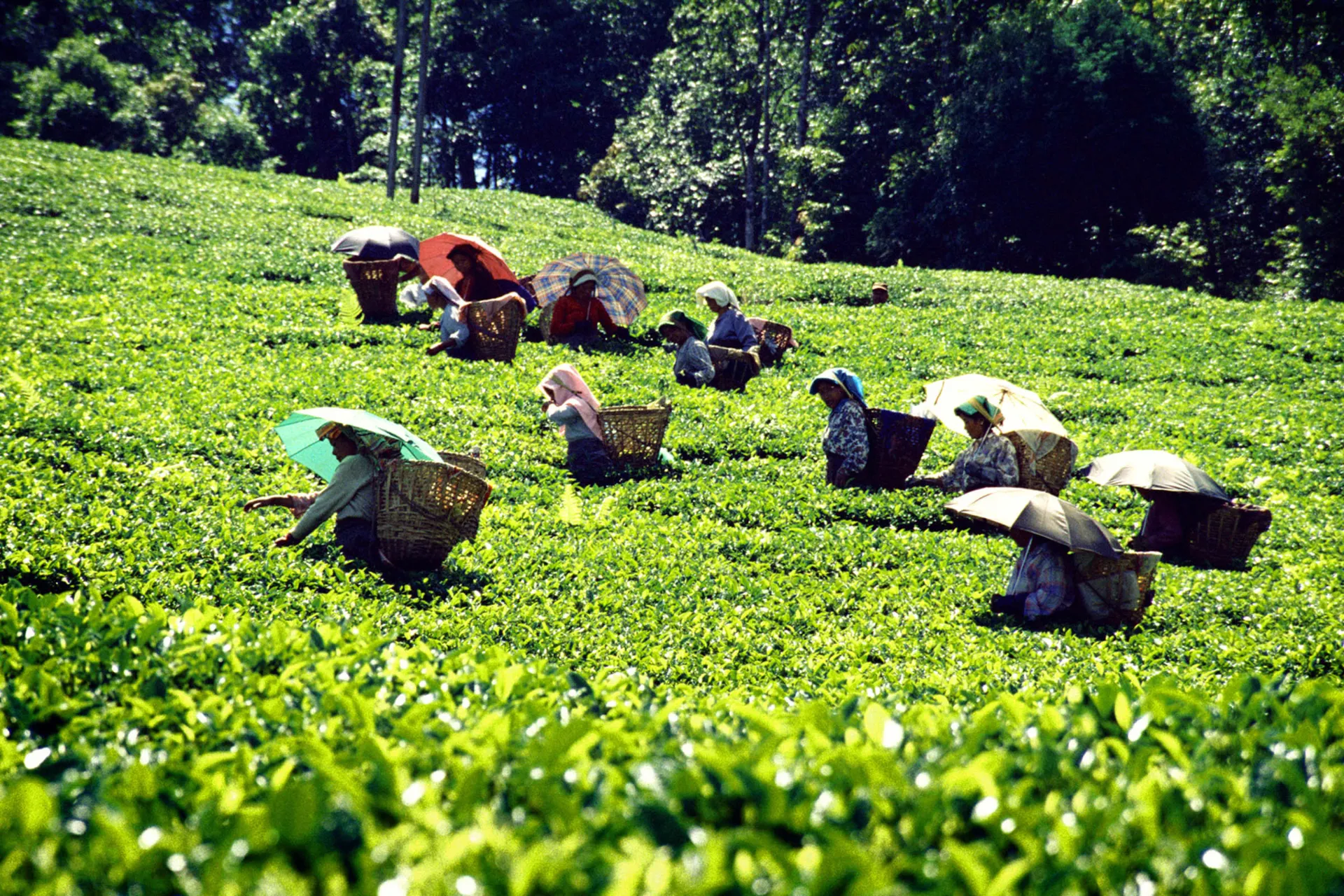Teplukkerne skærmer sig mod solens stråler