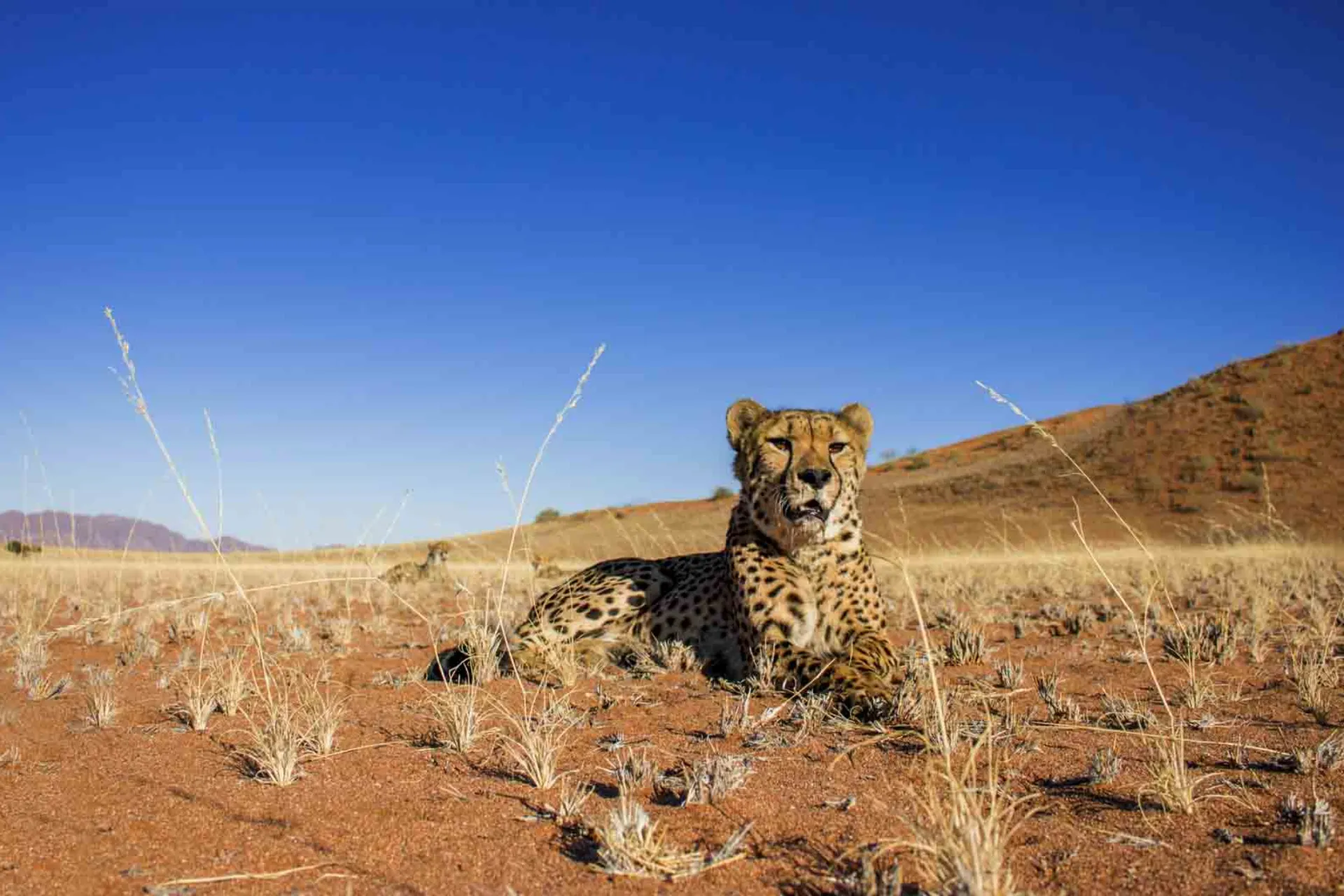 Geparden er verdens hurtigste landdyr og kan nå hastigheder på op til 120 km/t