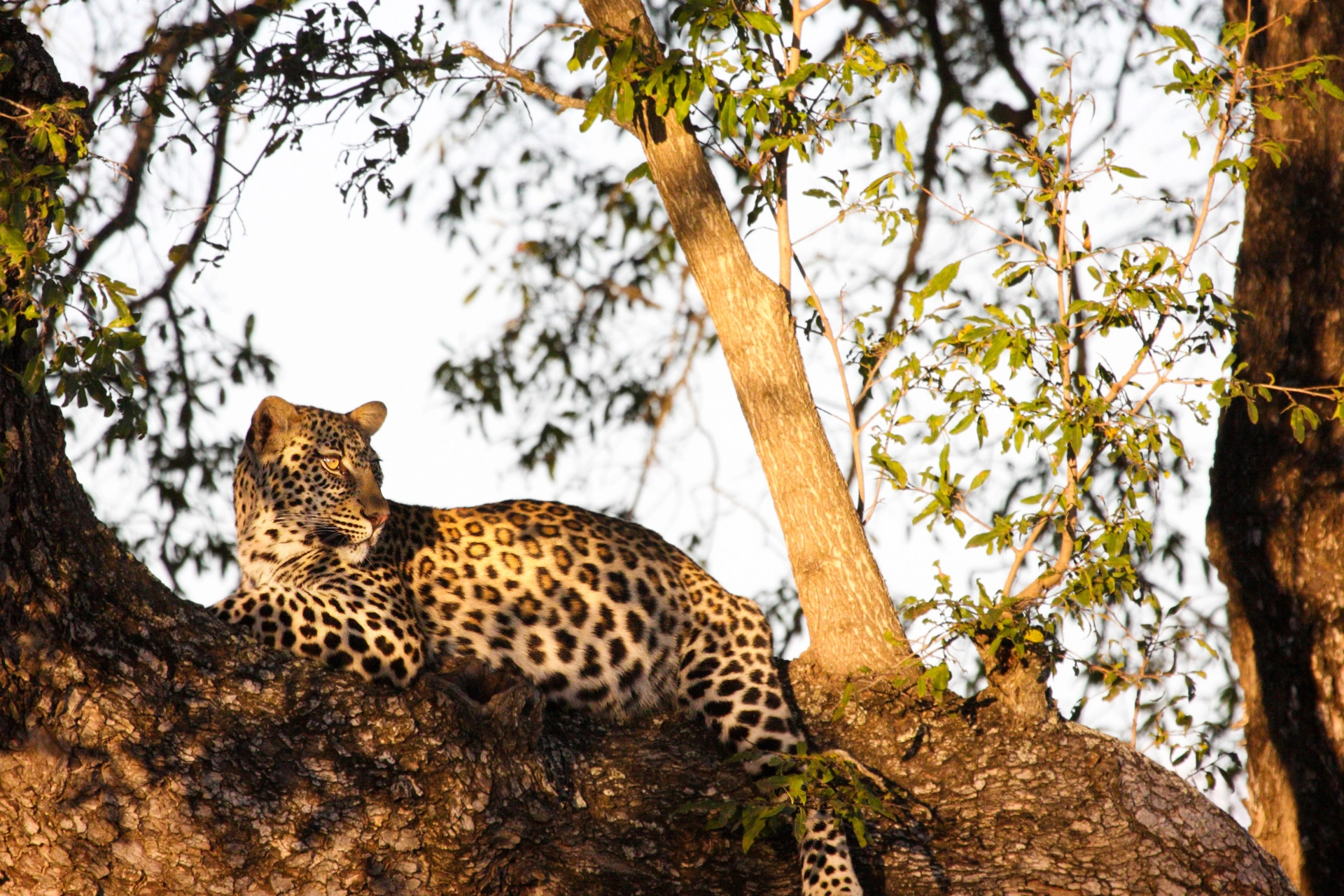Leoparden er den af de store katte, der er mest udbredt