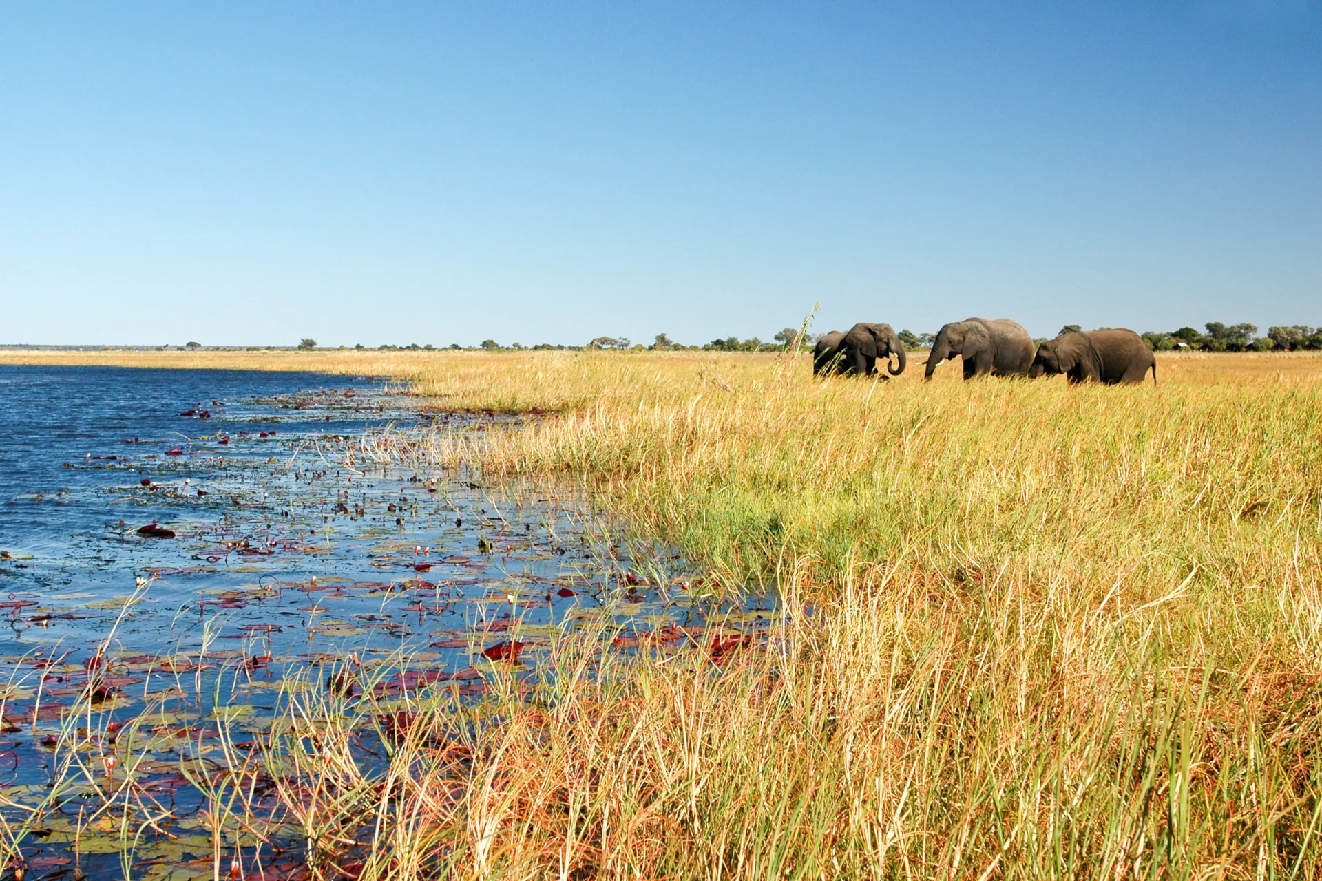 Elefanter bruger ca. 16 timer dagligt på at indtage føde