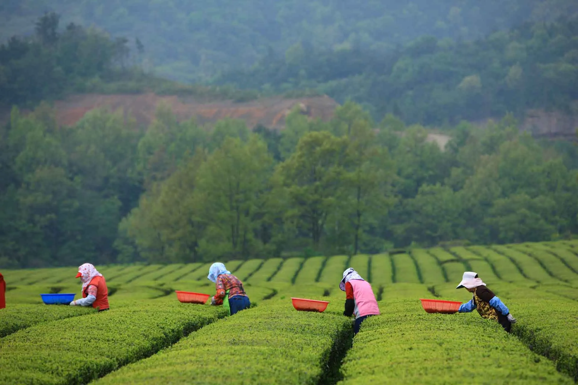 Boseong – Grønne Te-marker i Jeolla - Sydkoreas grønne te-hovedstad Boseong – Grønne Te-marker i Jeolla - Sydkoreas grønne te-hovedstad