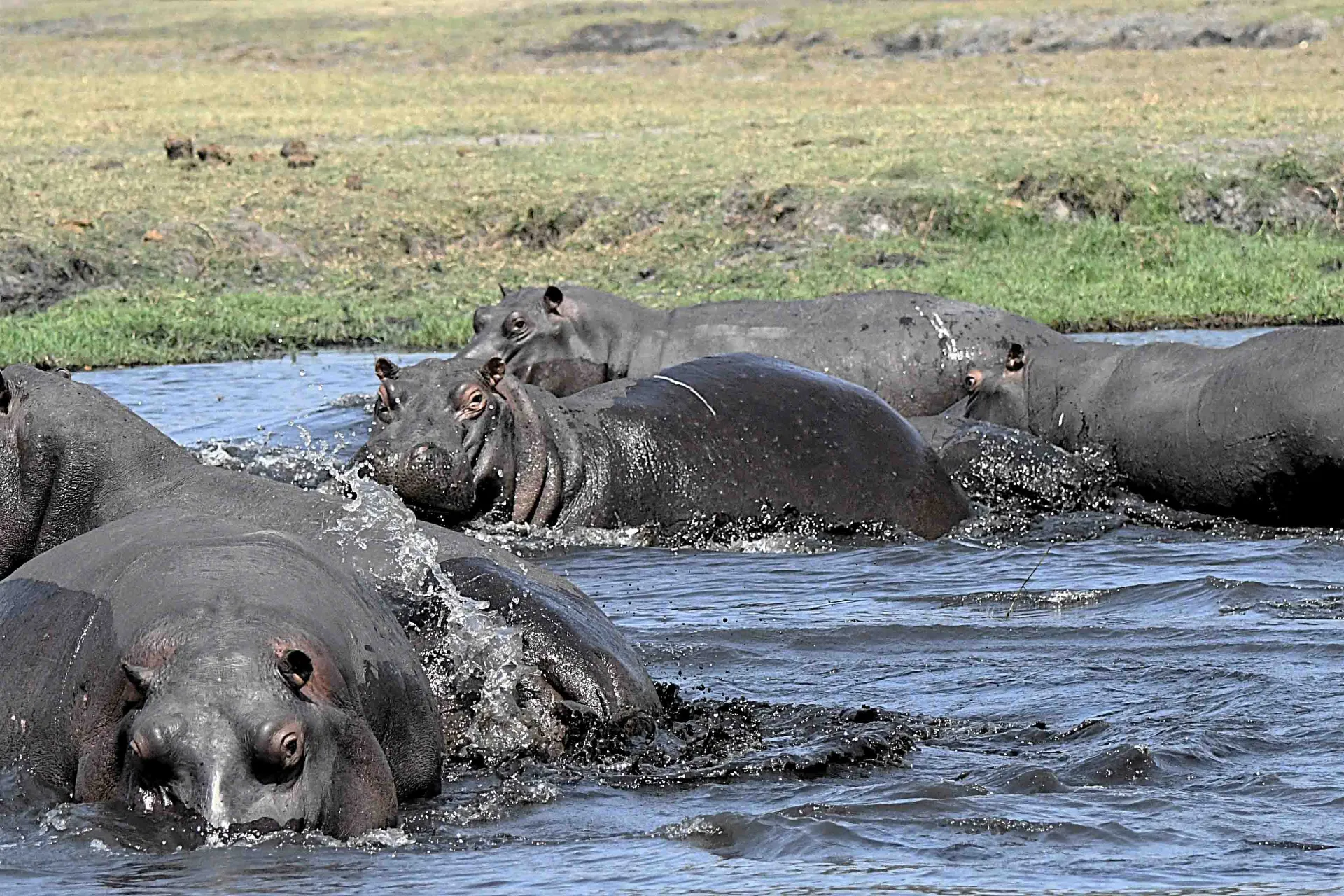 Om dagen kan de bedst lide at være i vandet