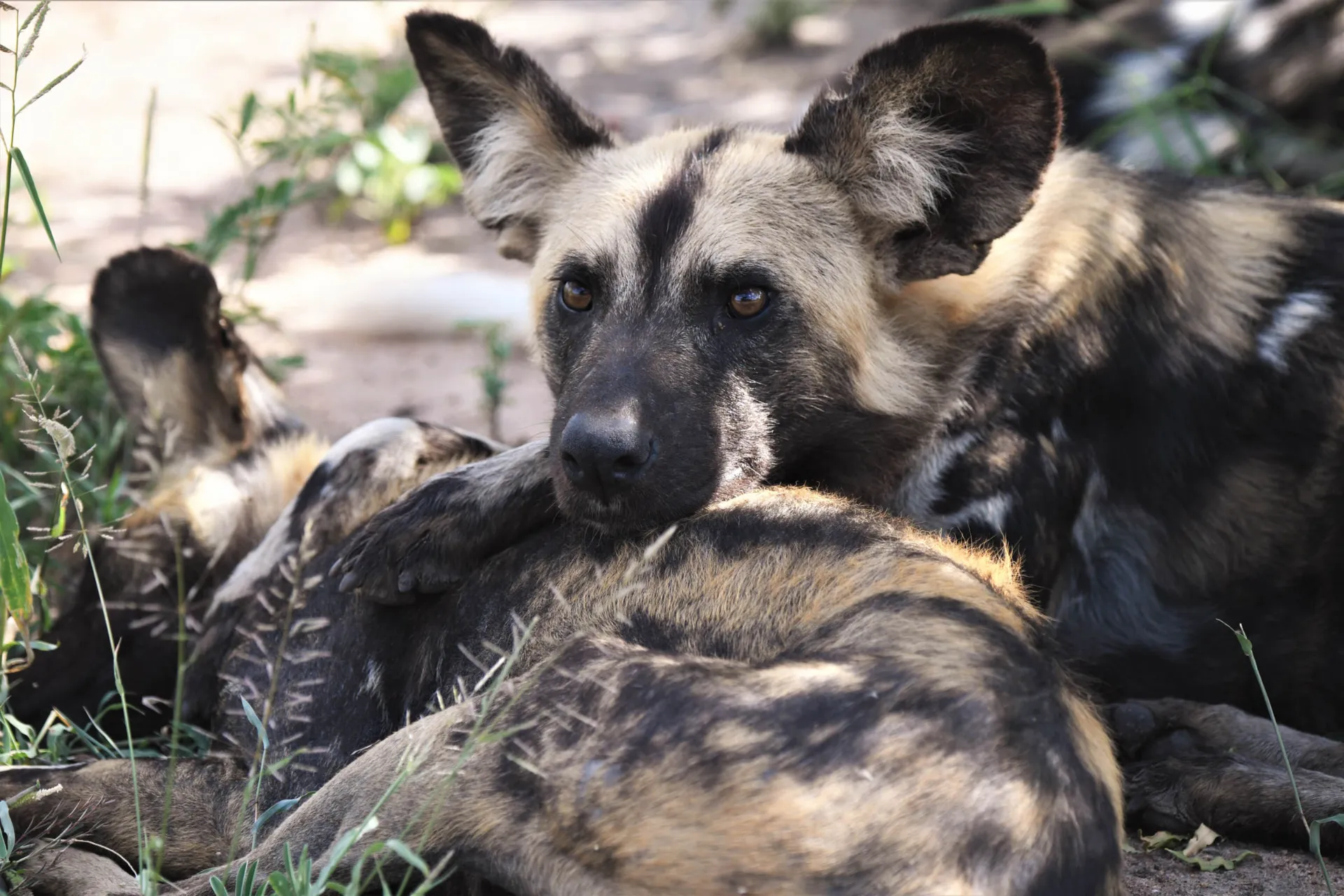 Vilde hunde slapper af sammen Vilde hunde slapper af sammen