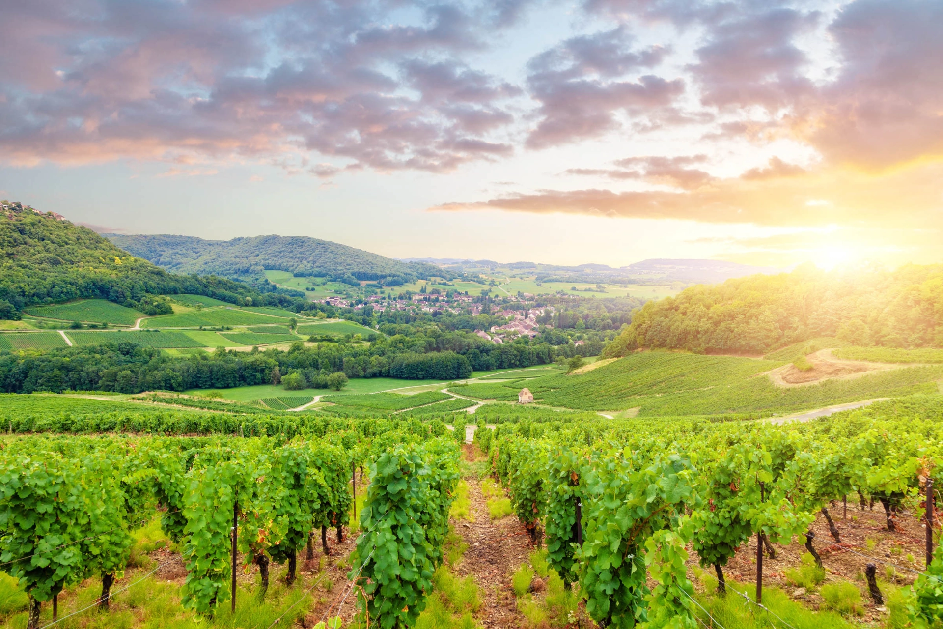 Panorama-udsigt over vinmarker i Bourgogne