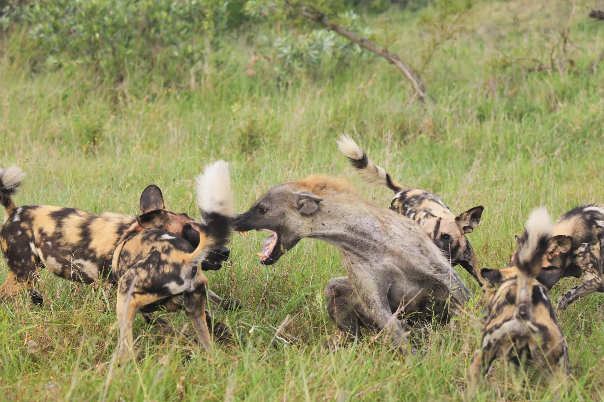 Hyæne og vilde hunde i kamp om maden - hyænen kæmper siddende for eller bliver den bidt bagi Hyæne og vilde hunde i kamp om maden - hyænen kæmper siddende for eller bliver den bidt bagi