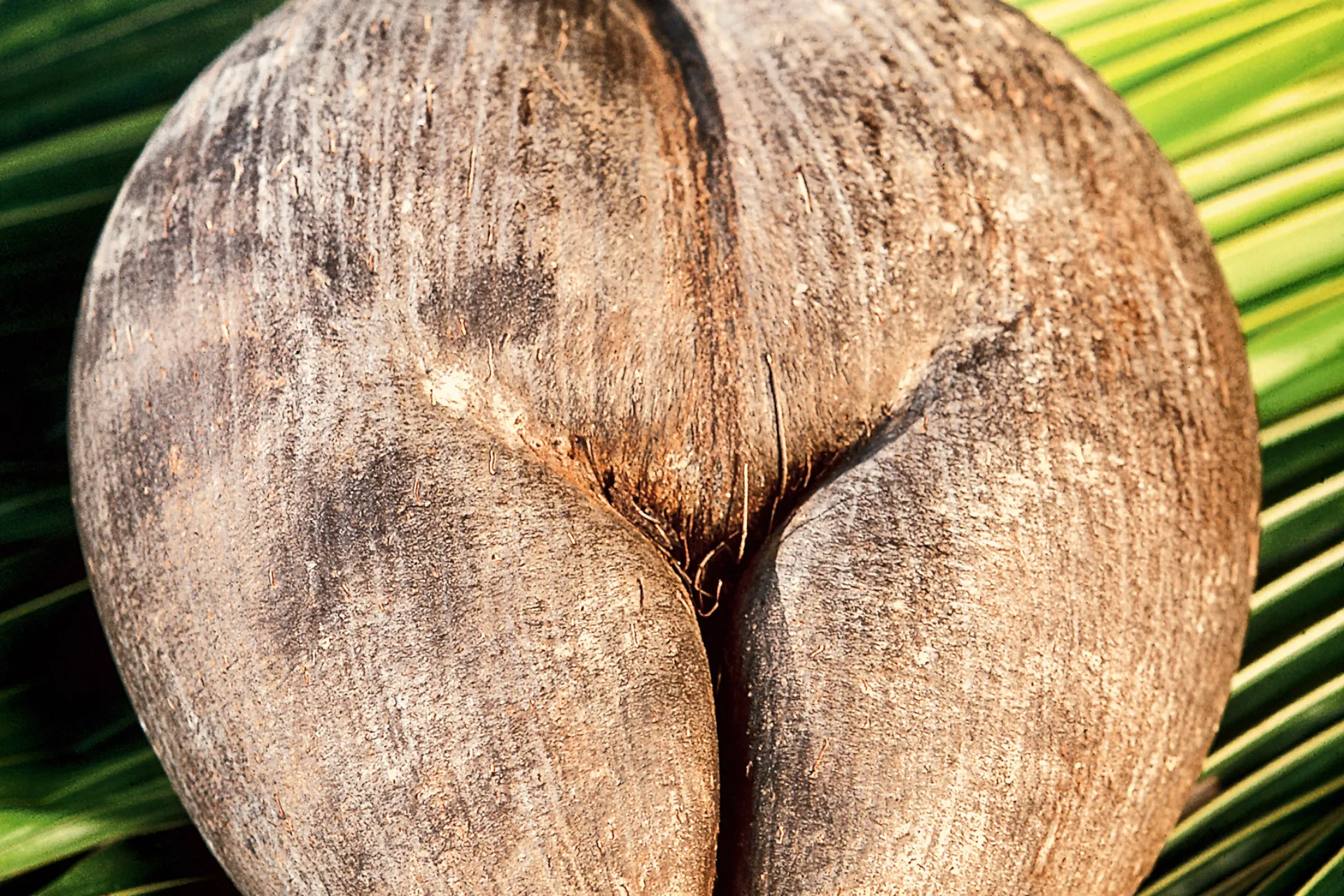 Coco de Mer er verdens største palmefrø og findes kun på Seychellerne