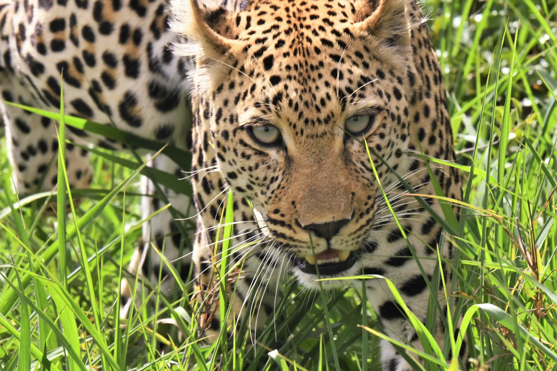 Leoparden poserer Leoparden poserer
