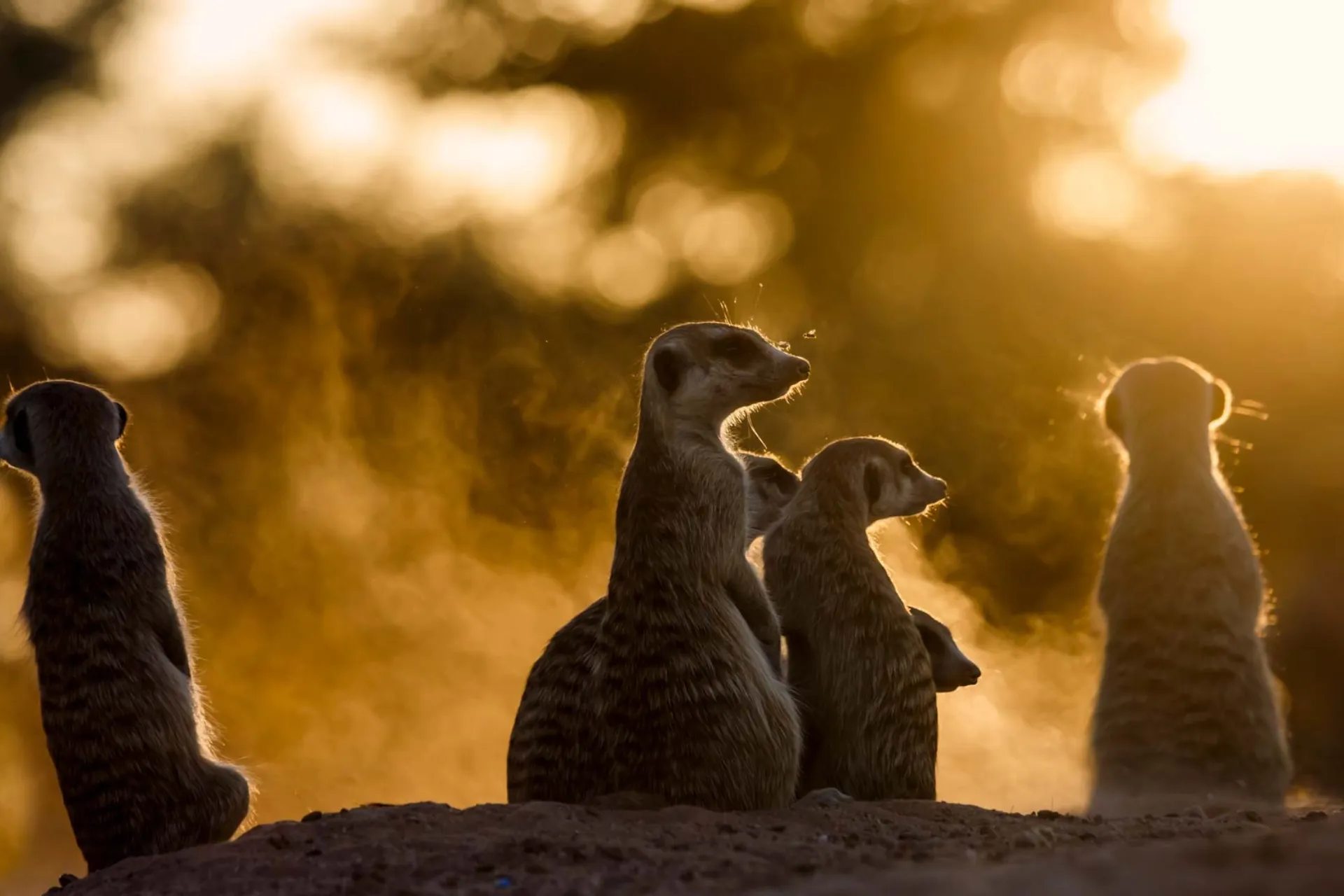 Surikaterne er altid på vagt
