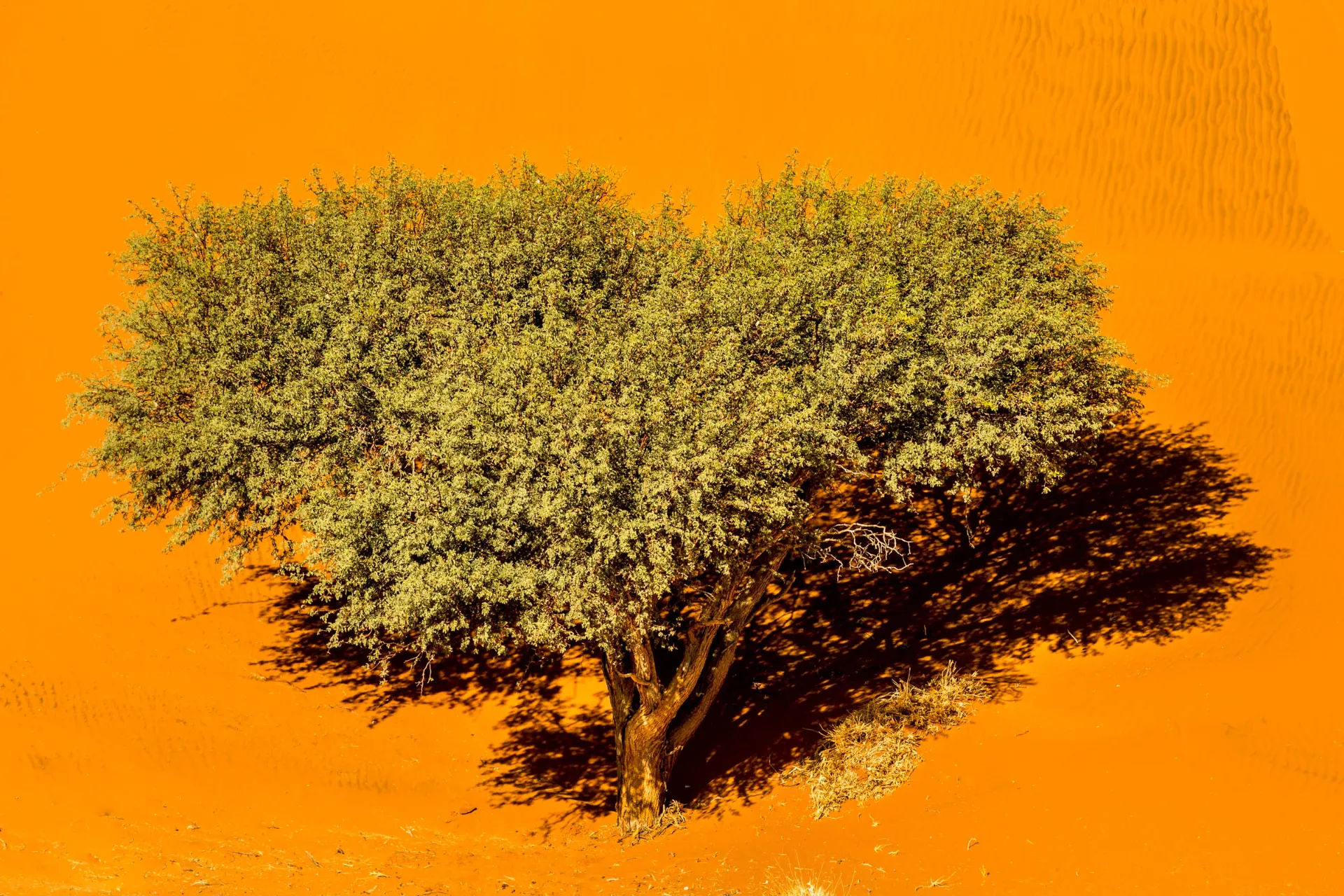 Ensomt træ kaster en markant skygge i den orange ørken i Sossusvlei Ensomt træ kaster en markant skygge i den orange ørken i Sossusvlei