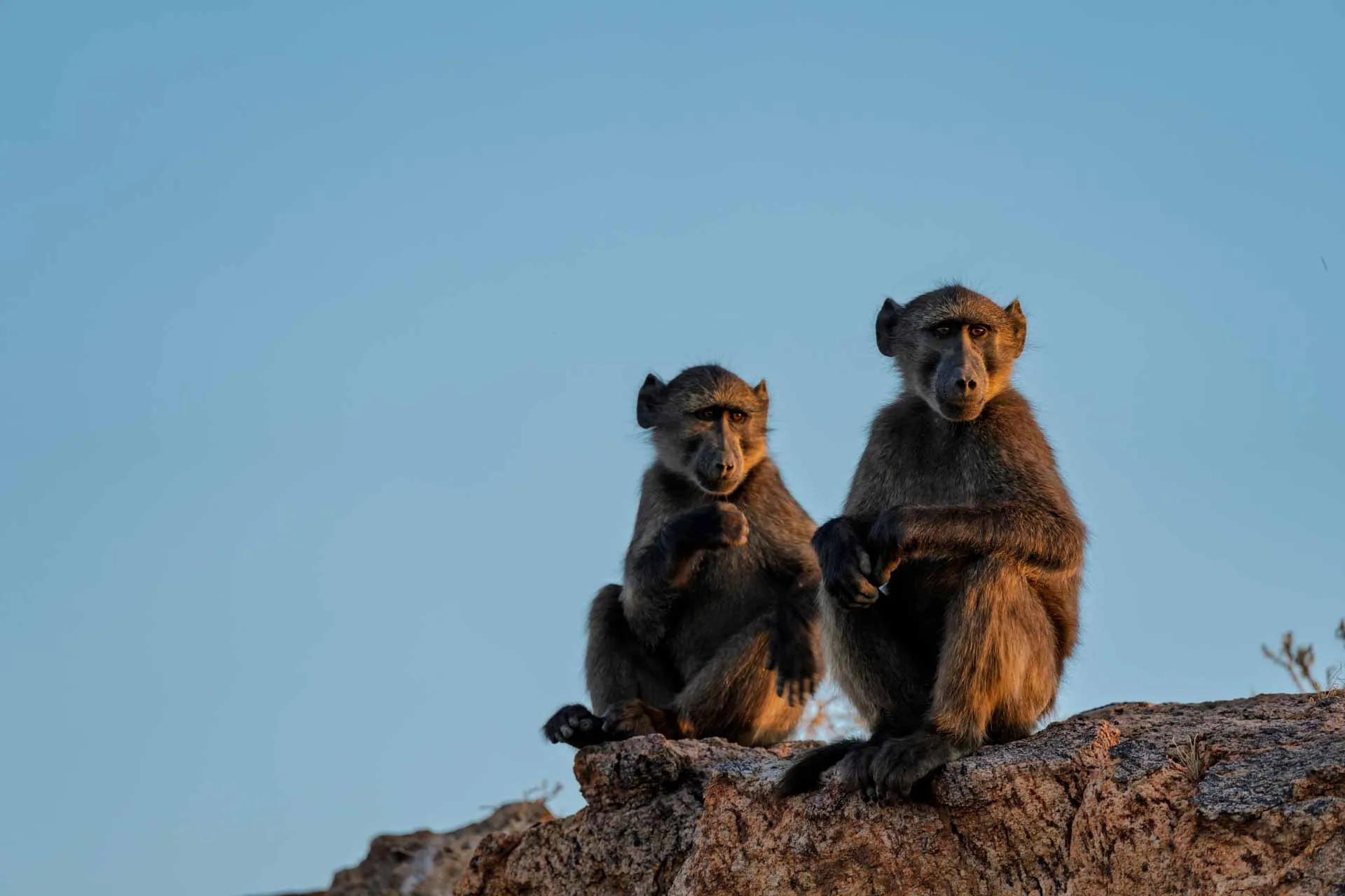 Bavianer ved Augrabies Falls holder udkik