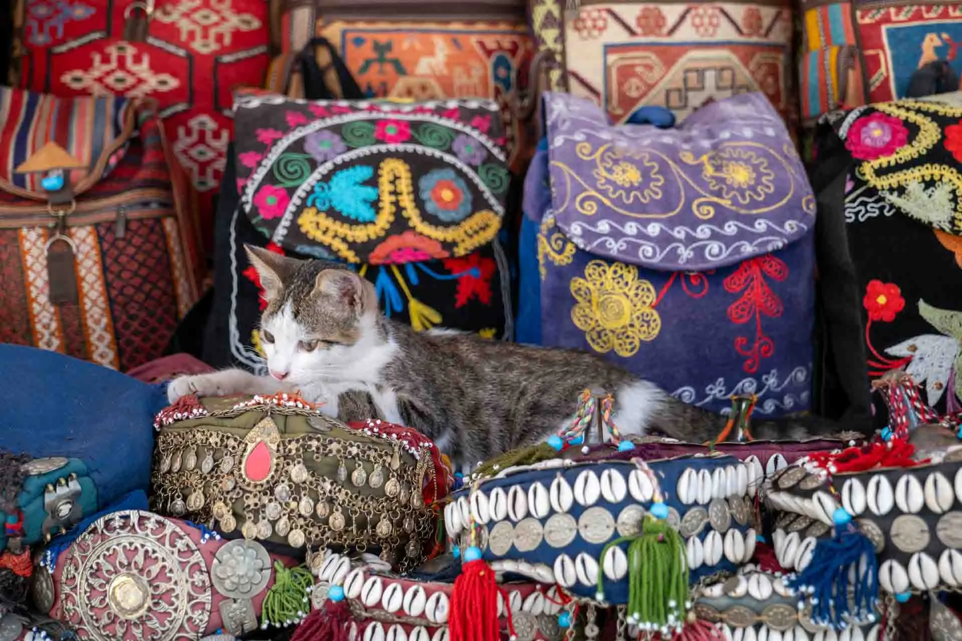 En af Istanbuls mange elskede katte nyder roen midt i basaren