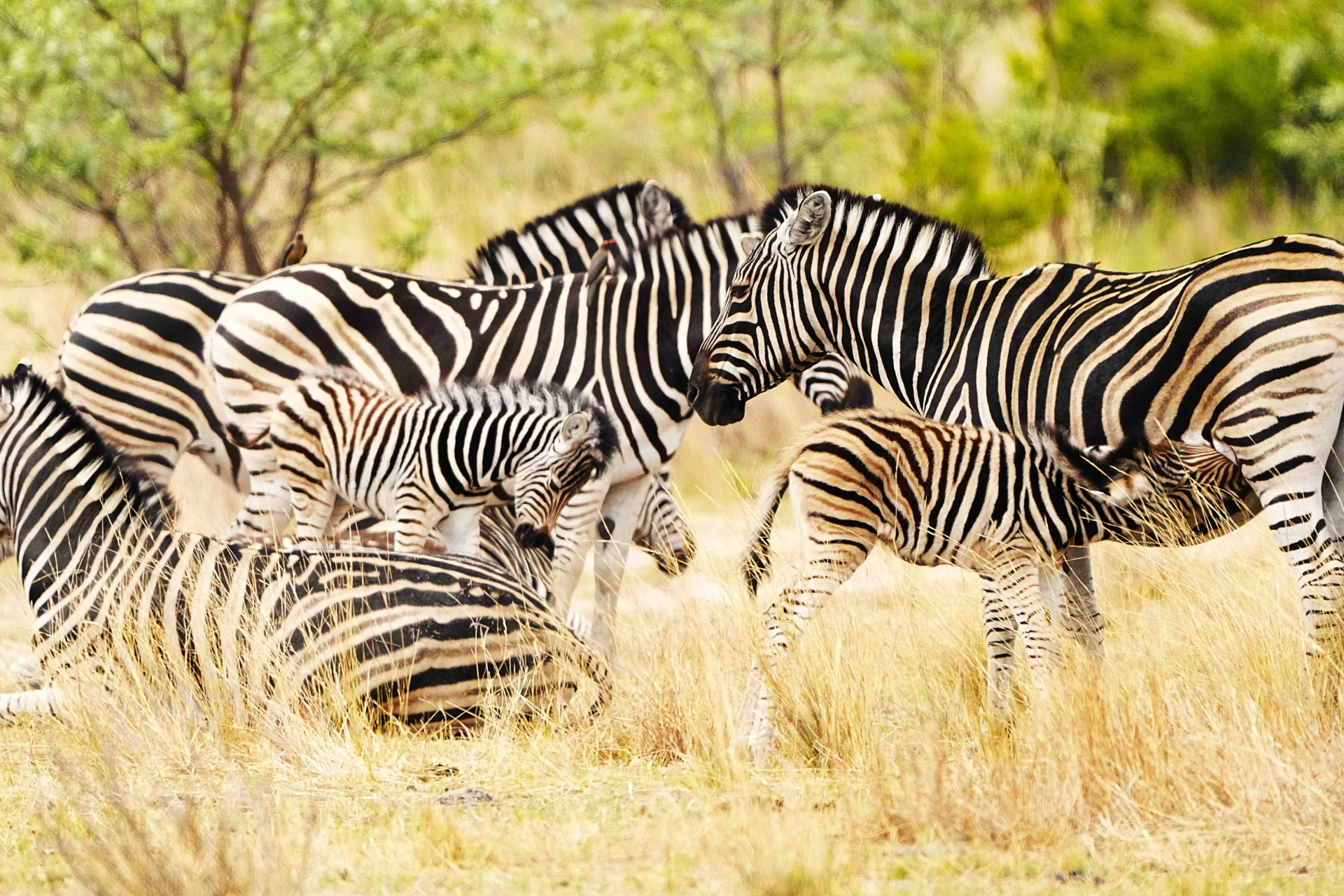 Zebraerne dier