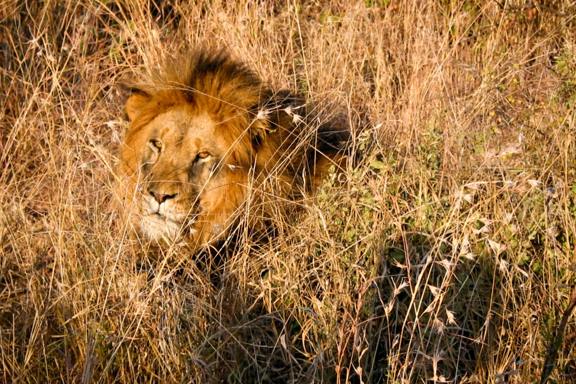 Hanløven hviler sig – dens brøl kan høres 8 km væk Hanløven hviler sig – dens brøl kan høres 8 km væk