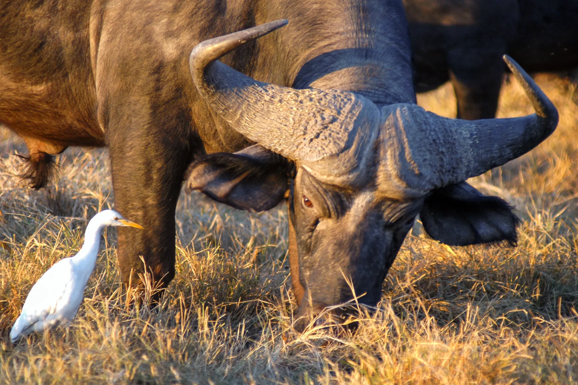 Afrikanske bøfler og kohejrer lever i symbiose: bøflen skræmmer insekter op, som hejren spiser, og hejren fjerner også parasitter fra bøflen