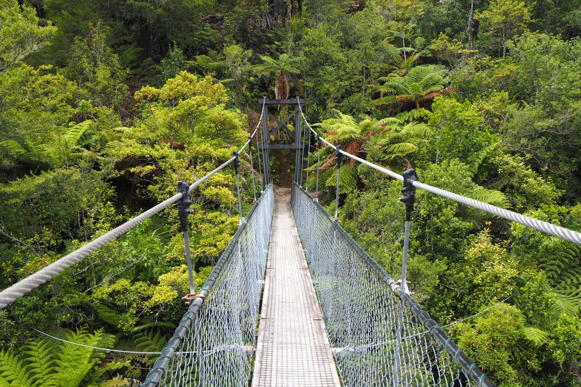 Klassisk hængebro i regnskoven Klassisk hængebro i regnskoven