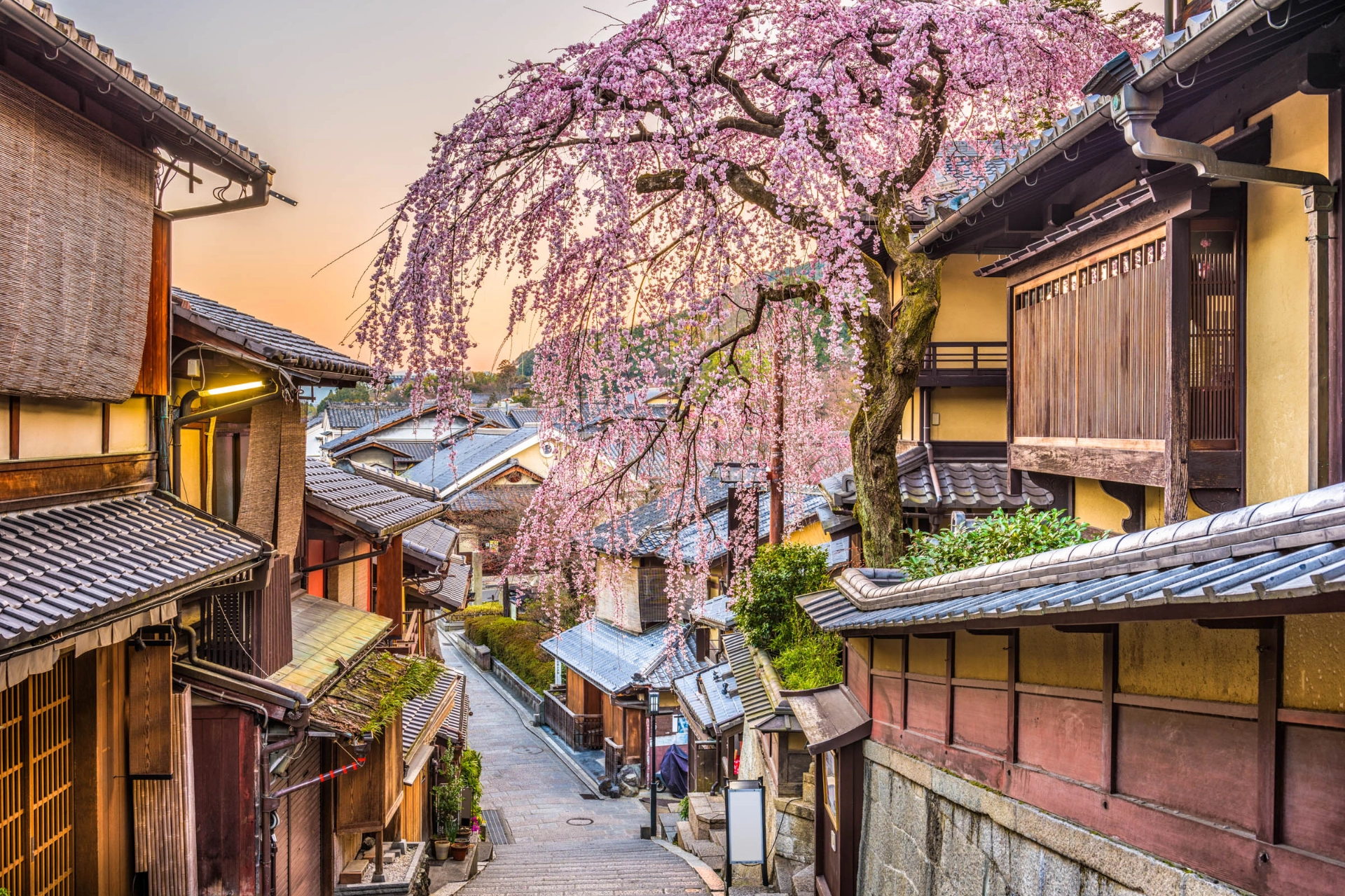 Blomstrende kirsebærtræ I Kyoto