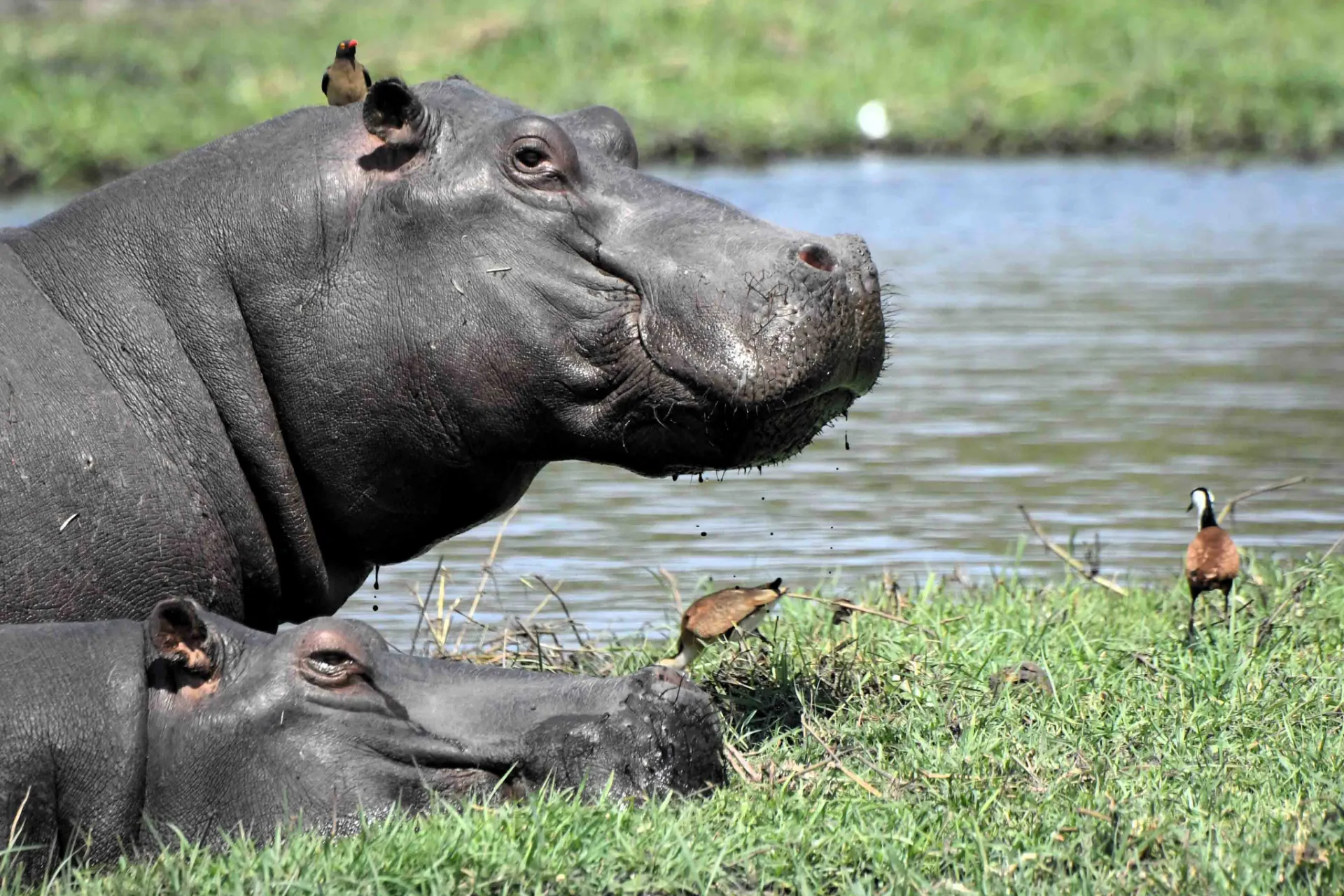 Flodheste hviler ved floden, mens oksehakkere fjerner insekter fra deres hud
