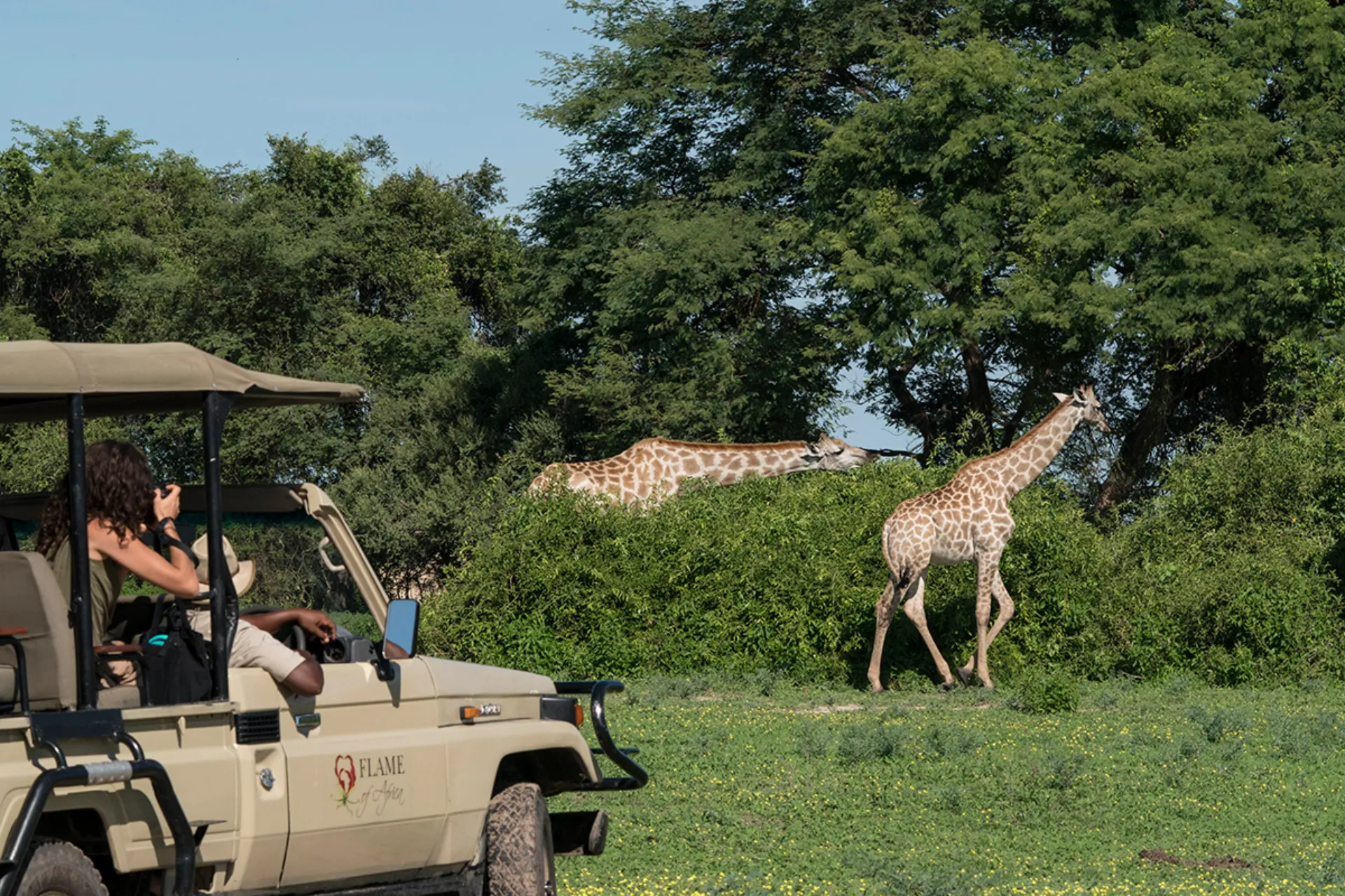 En giraf spiser dagligt ca.35 kg blade, skud og frugt - foretrækker akacietræer En giraf spiser dagligt ca.35 kg blade, skud og frugt - foretrækker akacietræer