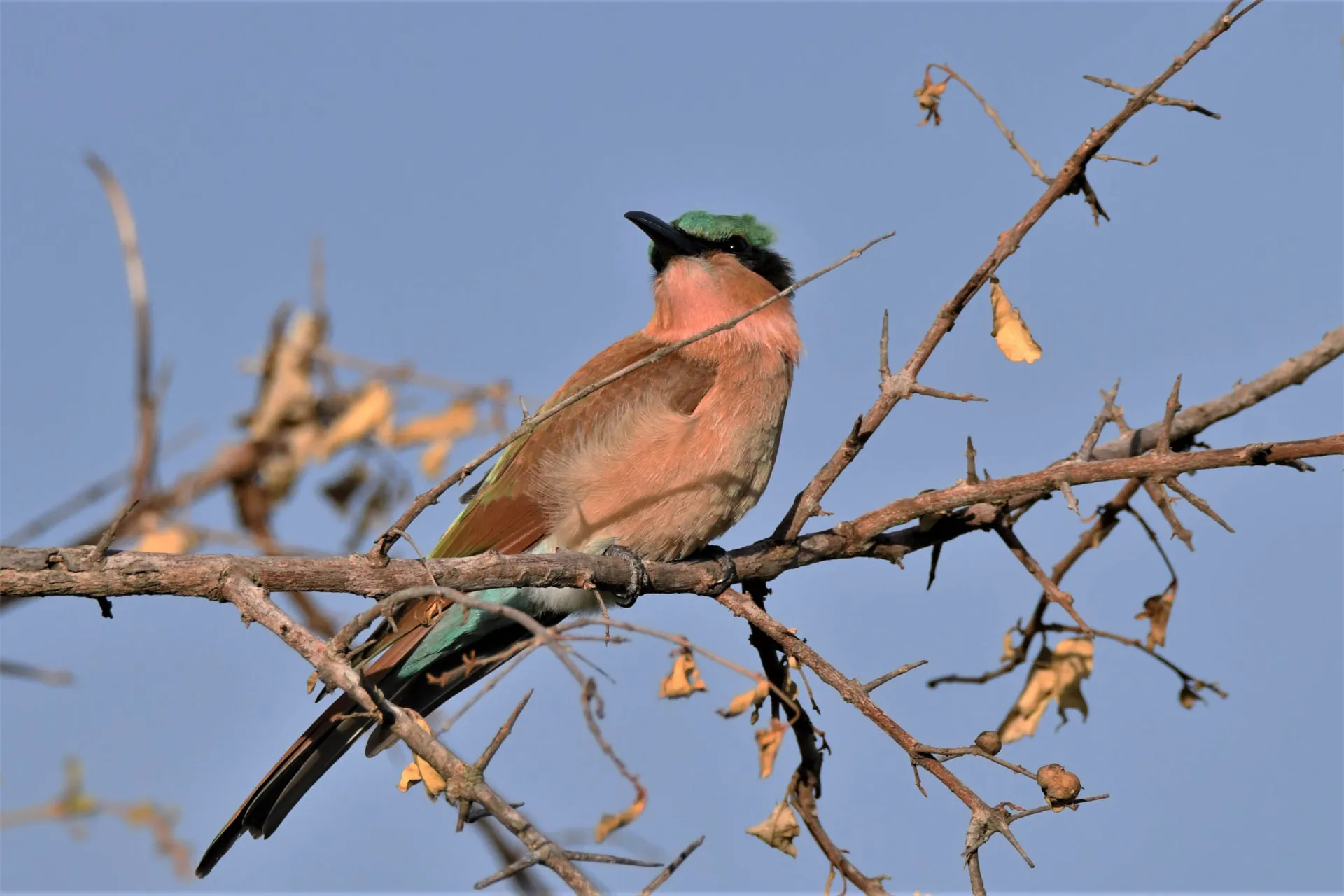 Fuglelivet er rigt - her en Karmin bi-æder Fuglelivet er rigt - her en Karmin bi-æder