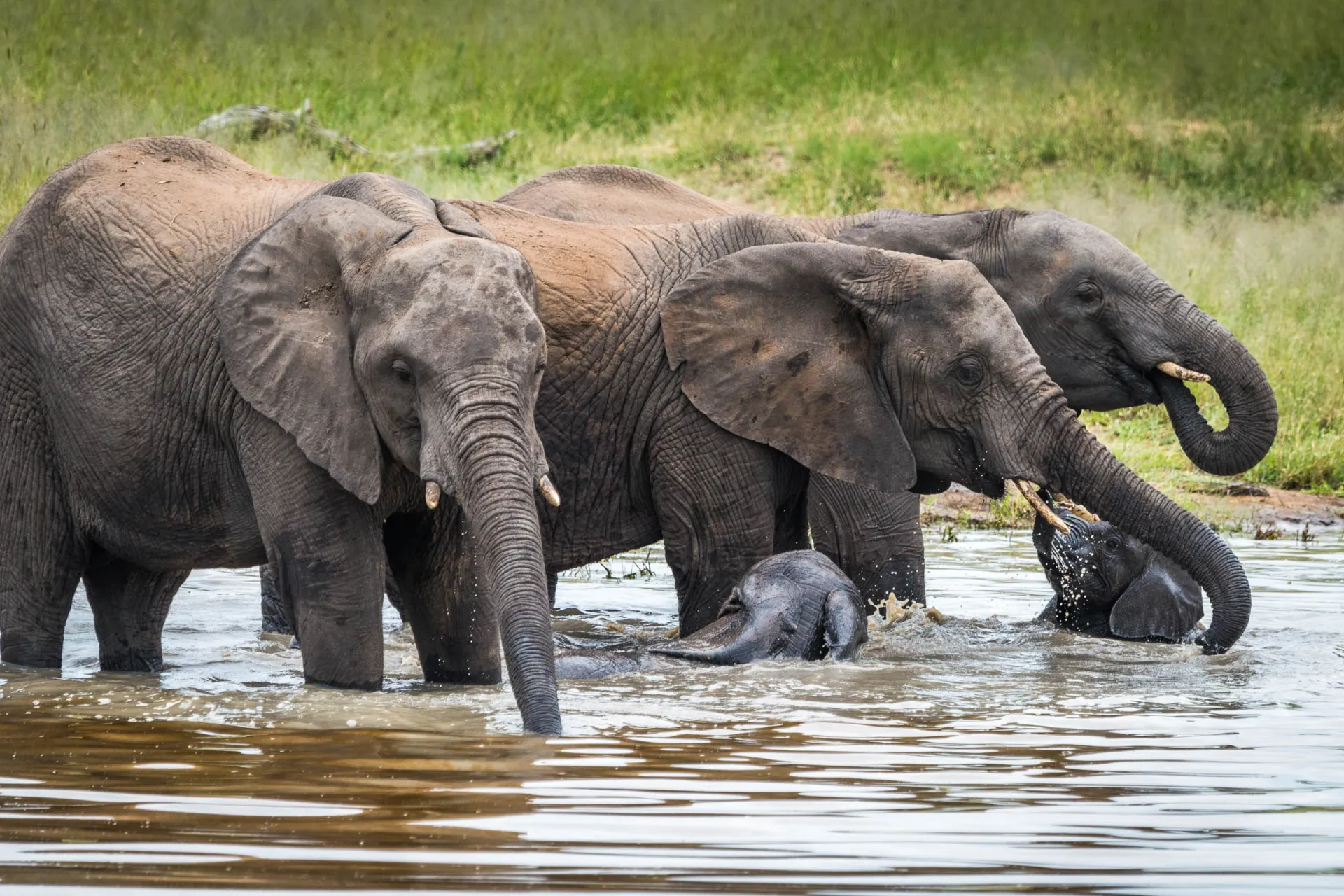 Elefanter med kalve bader og slukker tørst Elefanter med kalve bader og slukker tørst