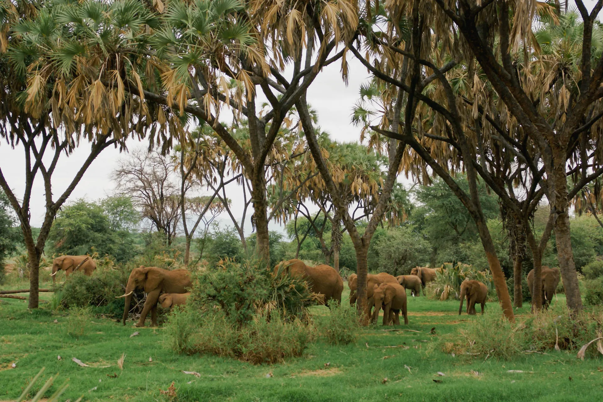 Stor flok elefanter i foretrukne omgivelser Stor flok elefanter i foretrukne omgivelser