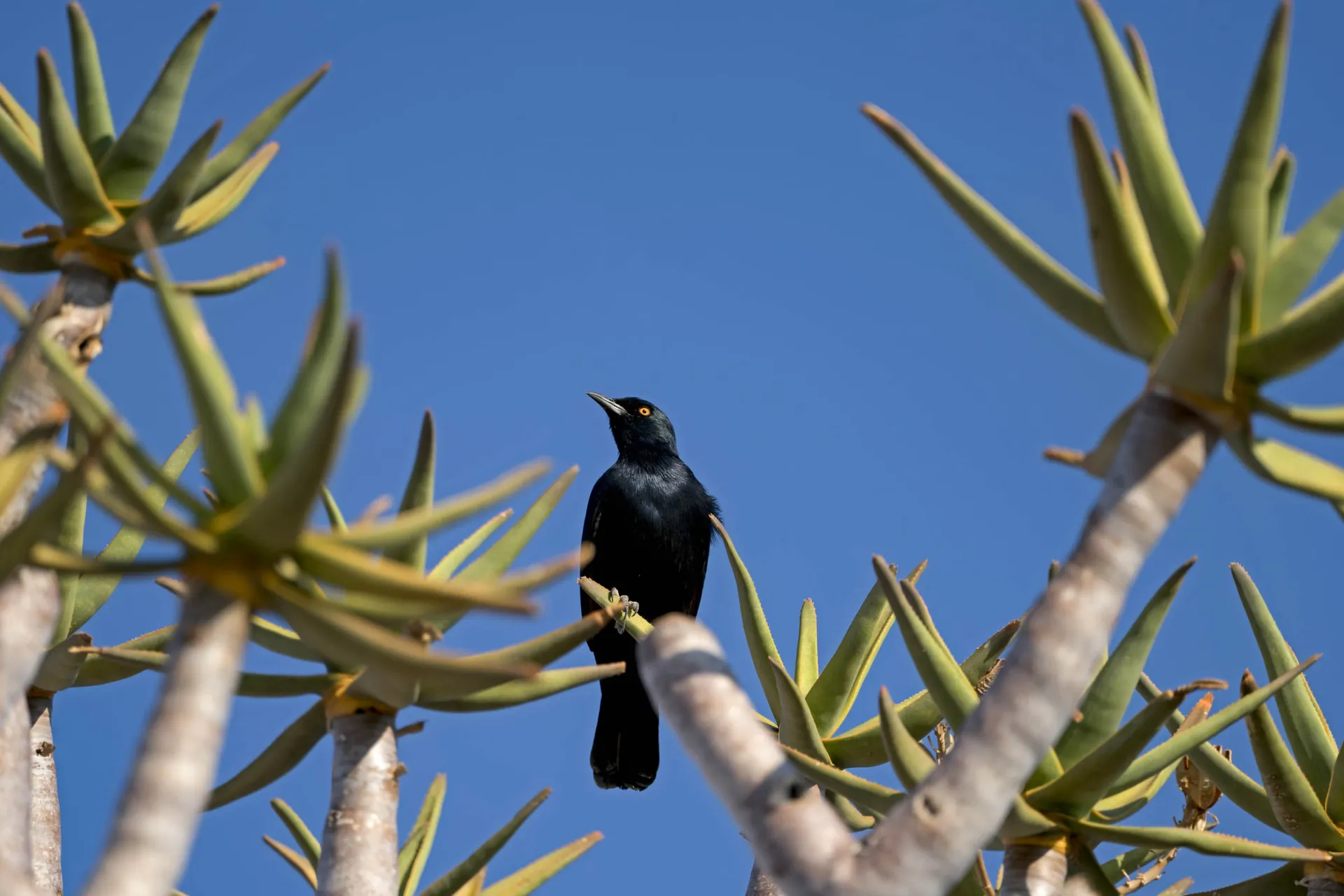 Fugl i quiver-træet Fugl i quiver-træet