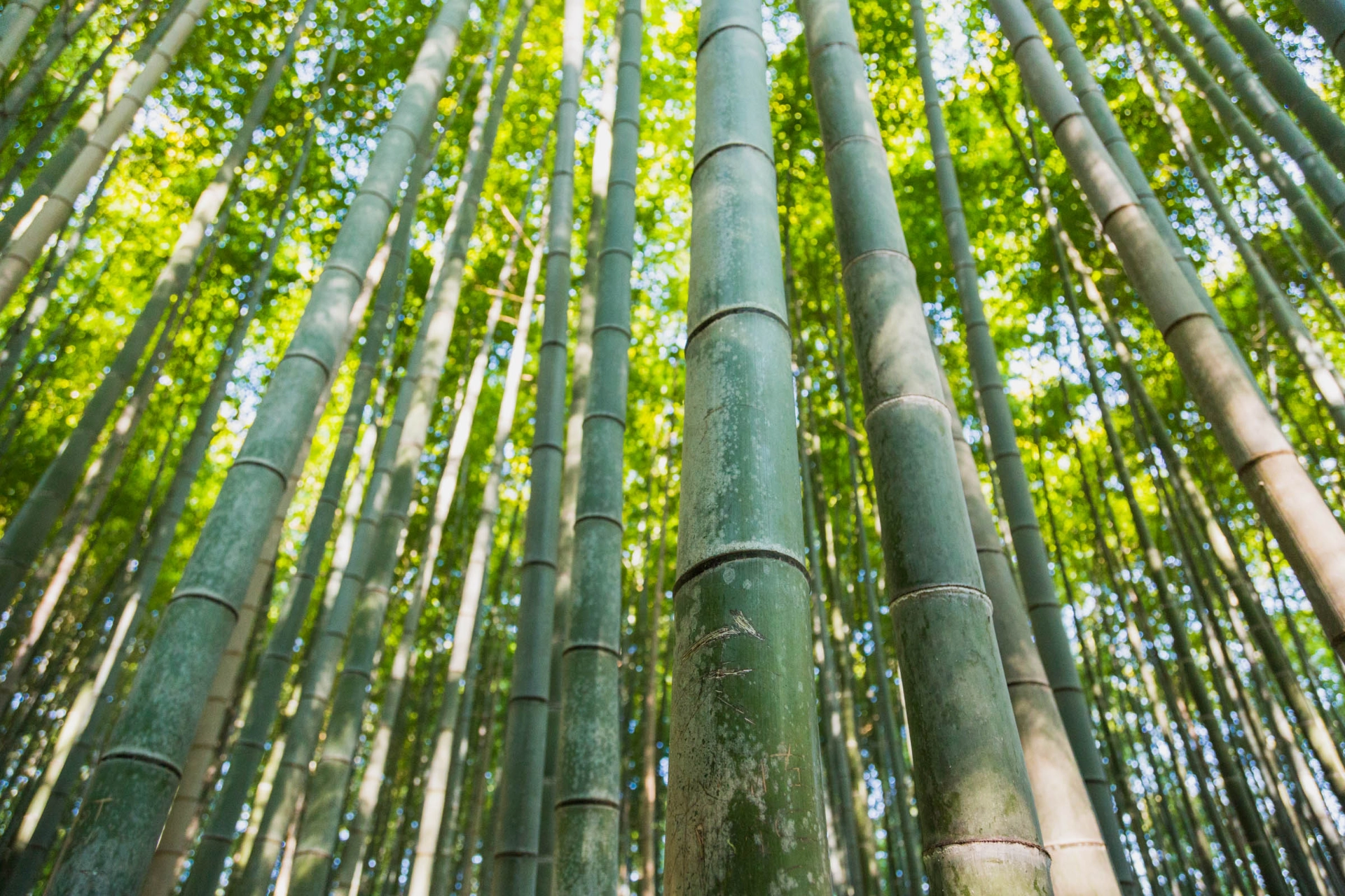 Bambus-skov i kyoto