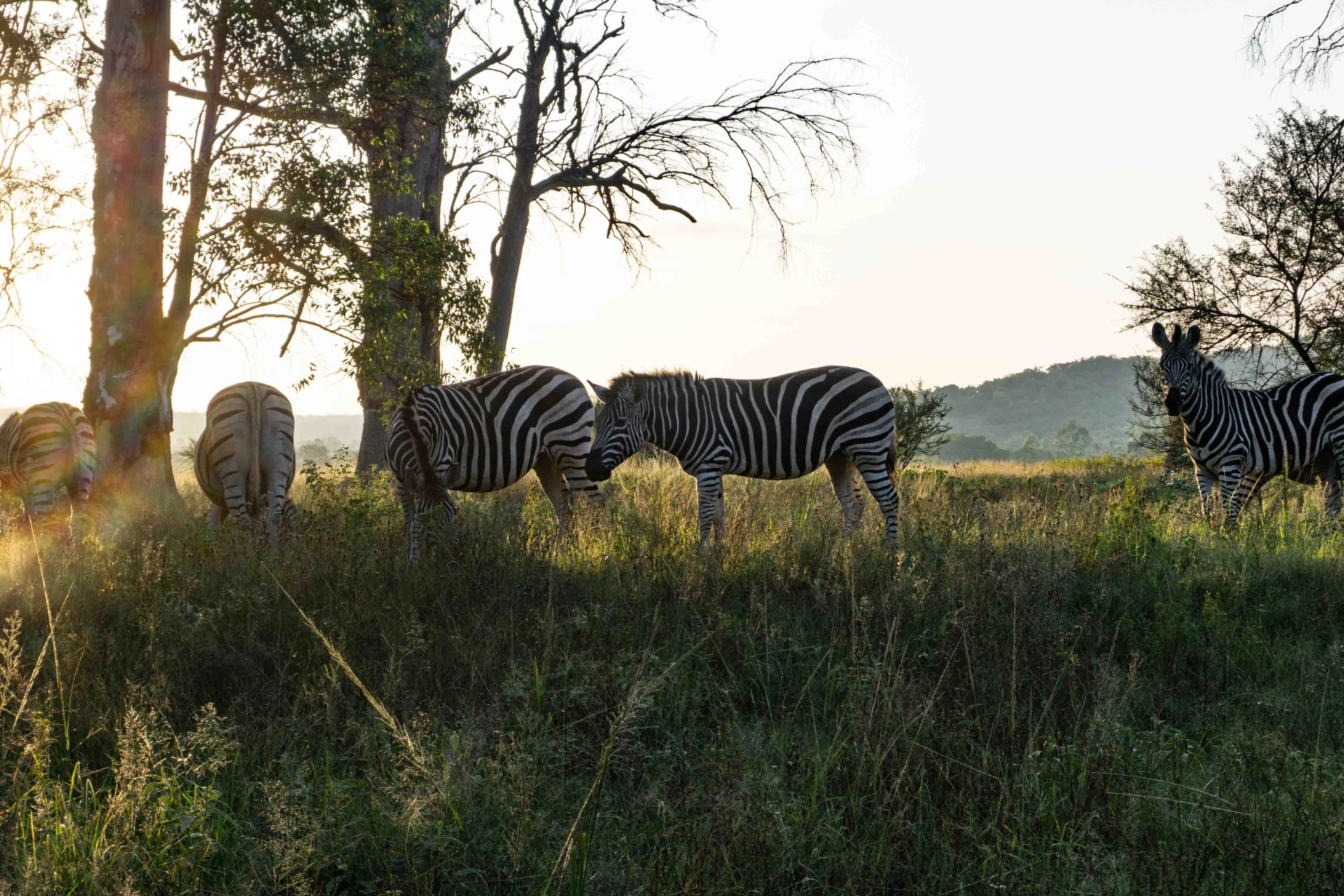 Zebra_Ranger_camp_zebras_001_XX