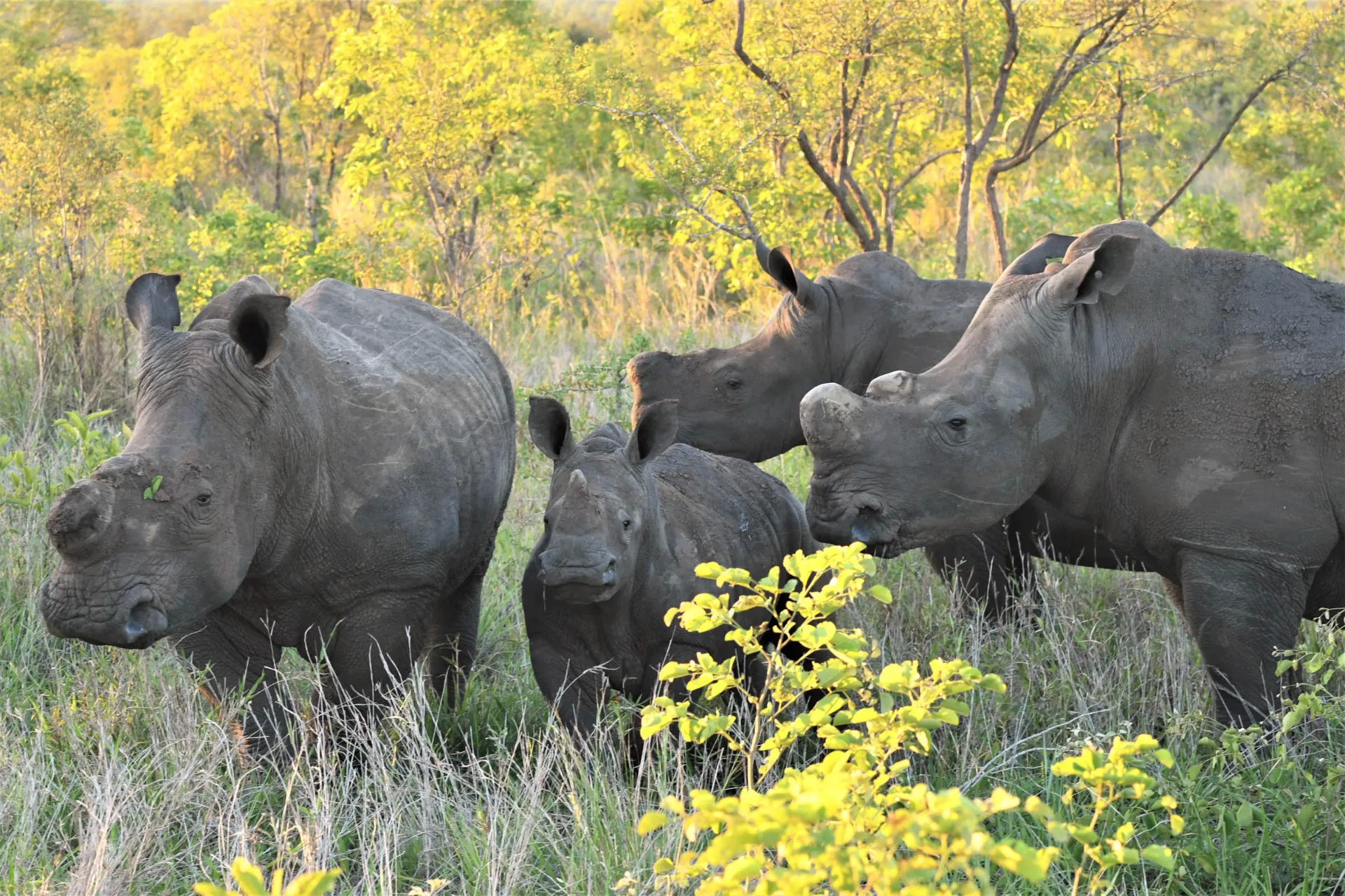 For at mindske krybskytteriet får næsehornene ofte fjernet deres horn For at mindske krybskytteriet får næsehornene ofte fjernet deres horn