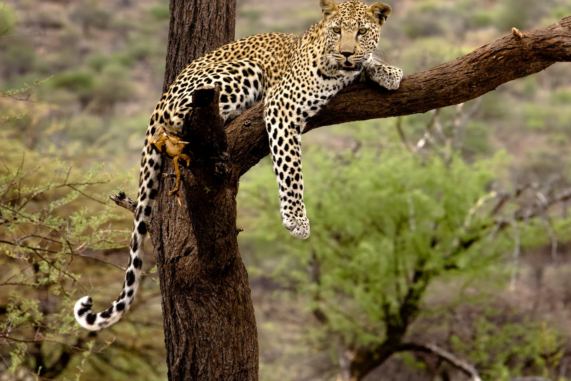 Leoparden slapper af, men når den er hurtigst, kan den løbe op til 60 km/t Leoparden slapper af, men når den er hurtigst, kan den løbe op til 60 km/t