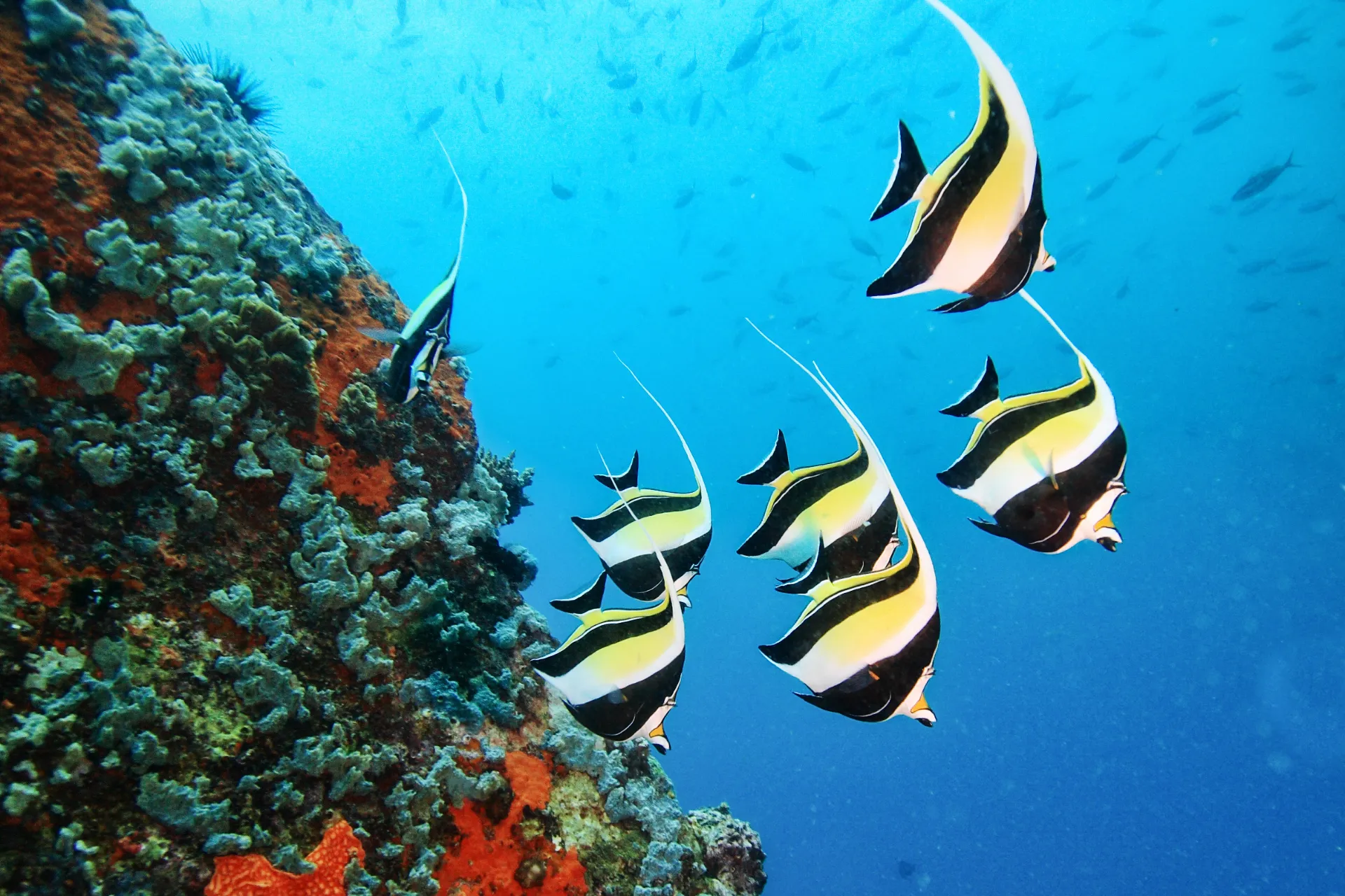 Seychellernes koralrev summer af liv med fisk i alle farver