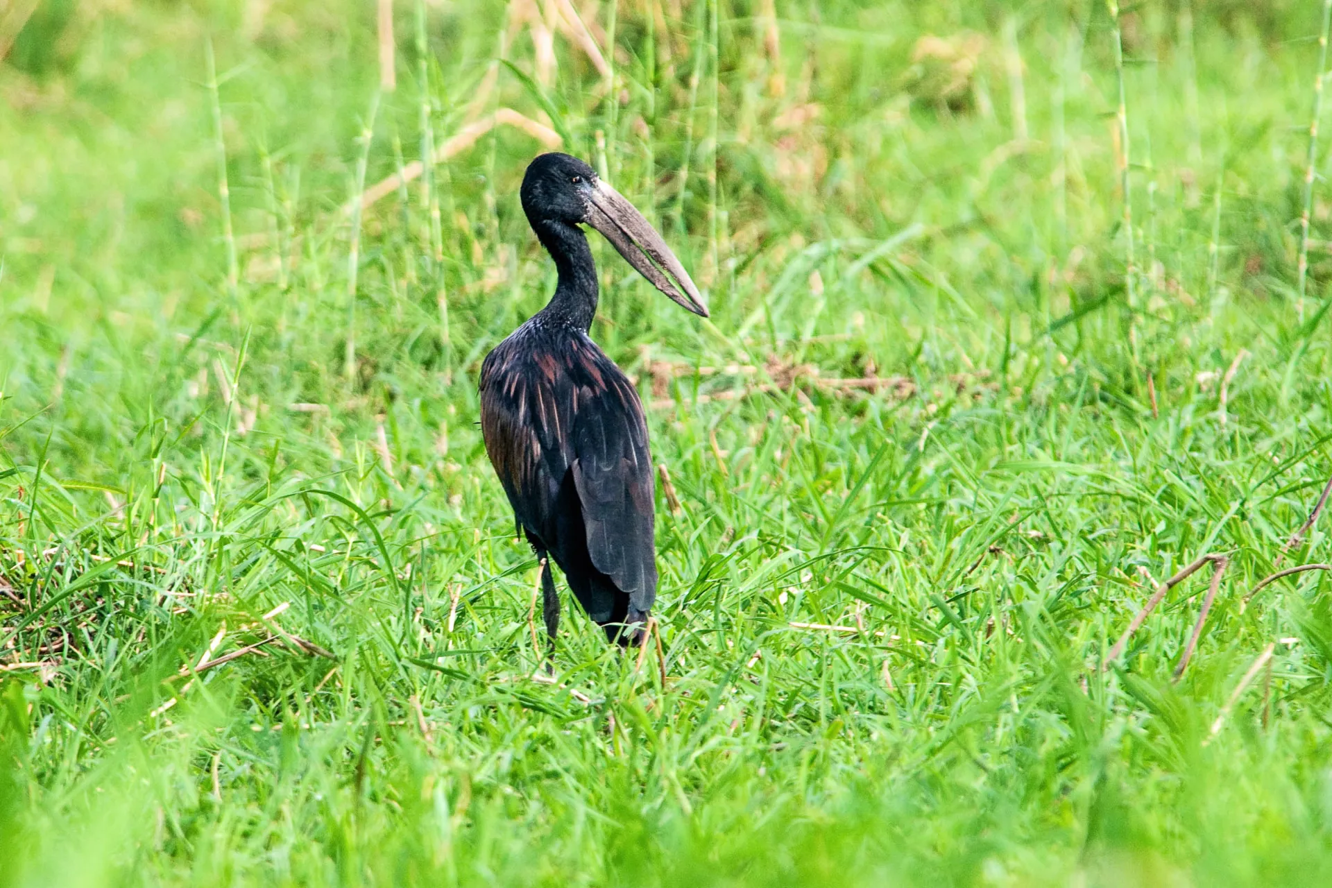 Den Afrikanske Gabenæb har et særligt næb, perfekt til at fange snegle og muslinger