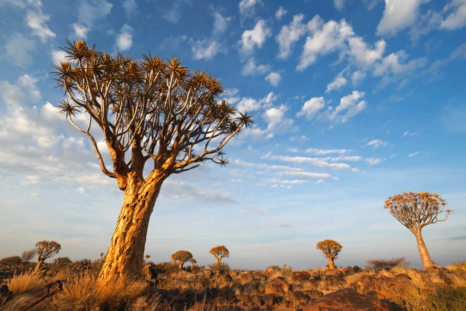 Majestætiske Quiver-trees i Namibia Majestætiske Quiver-trees i Namibia