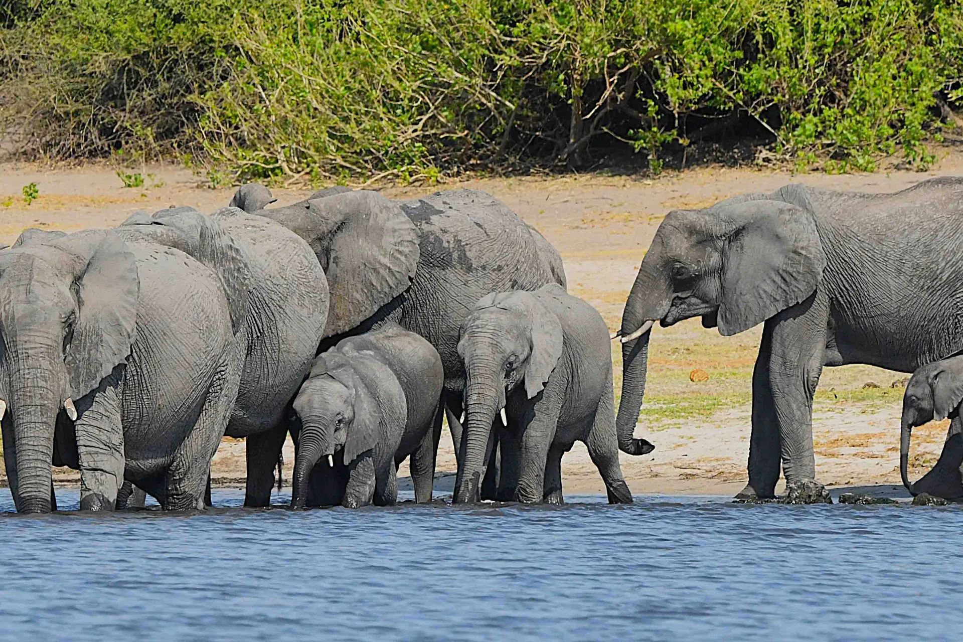 Elefantkalvene vejer 90-120 kg ved fødslen og er ca 1 meter høje