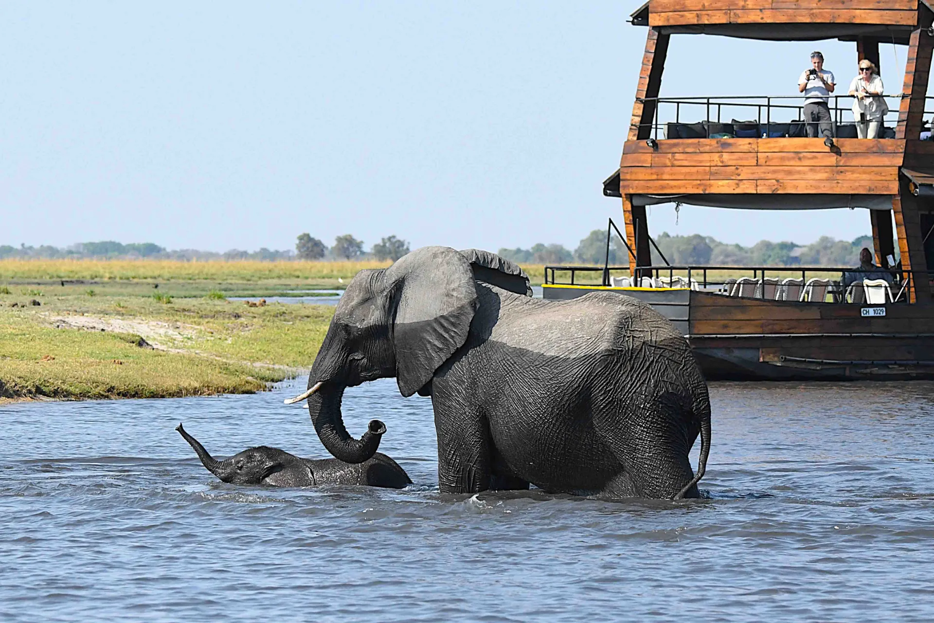 Kalvene skal også lære at bade