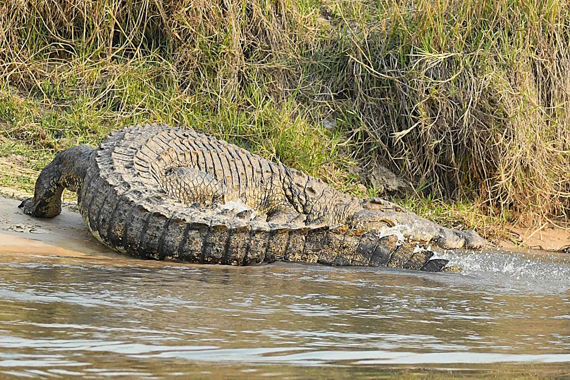 Krokodille på vej i vandet