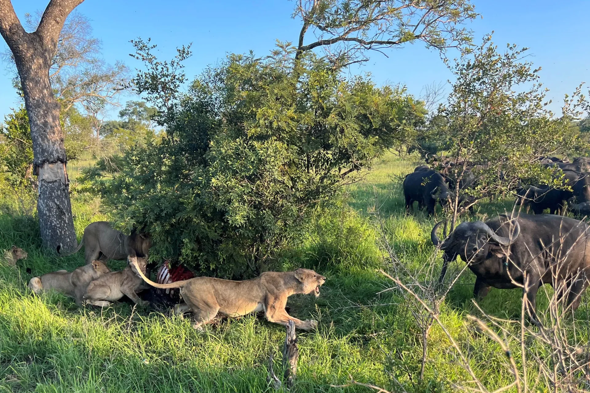 Hunløve sørger for madro Hunløve sørger for madro