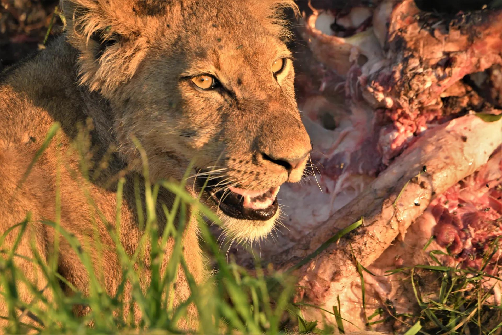 Løve midt i maden Løve midt i maden