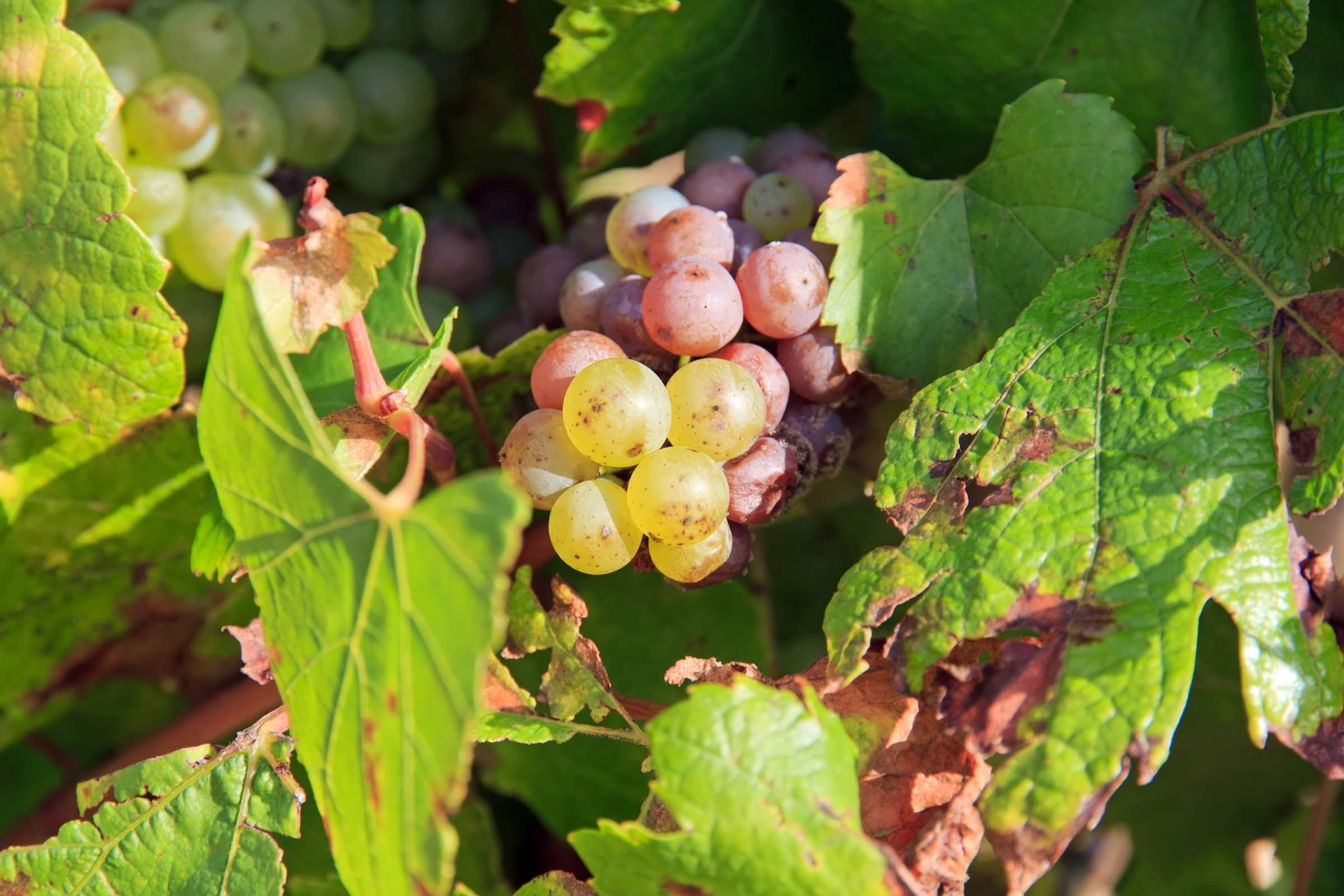 Druer i Chablis
